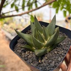 Ariocarpus trigonus 【アリオカルプス・短疣三角牡丹・実生】