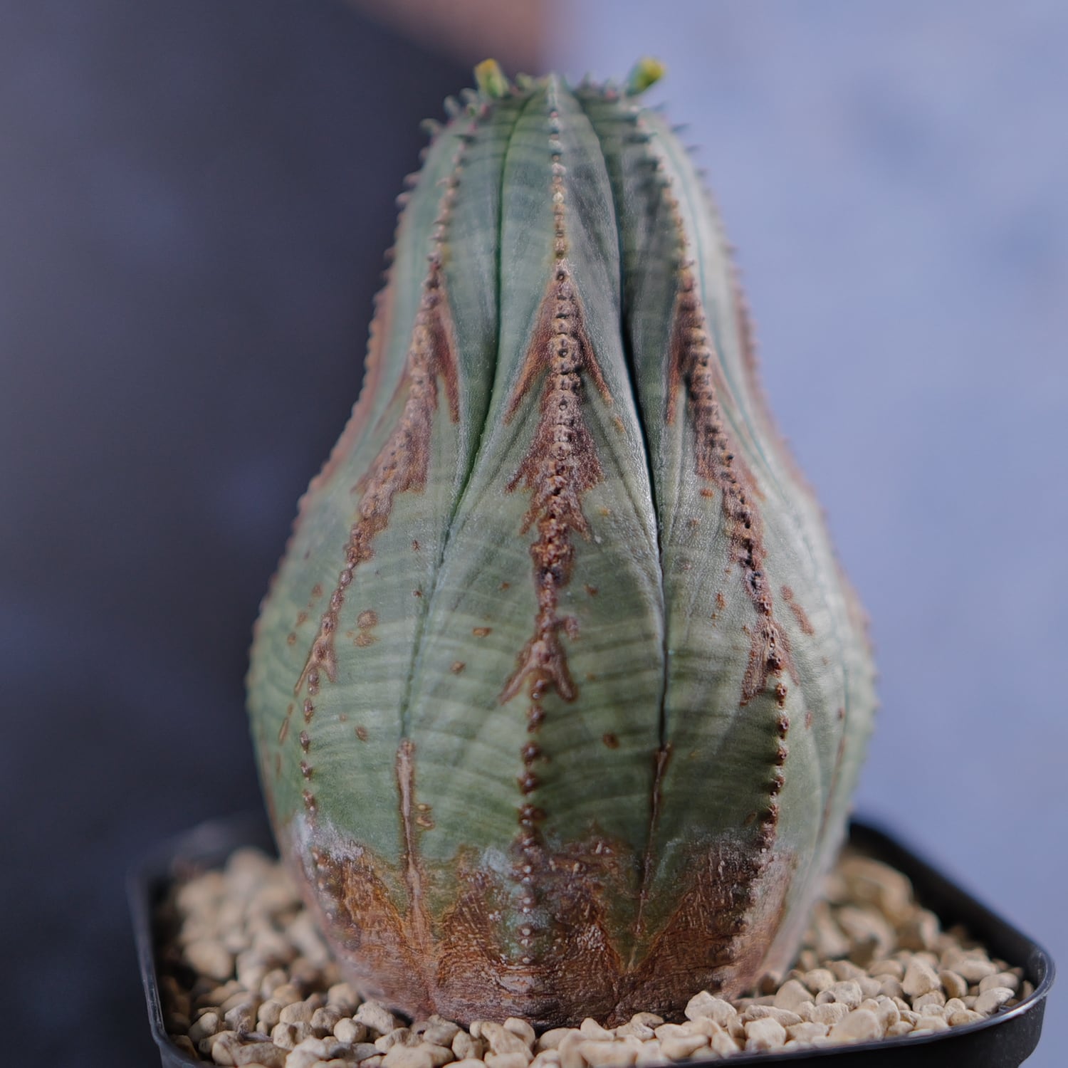 雄株 (オス株) オベサ | LIGHTHOUSE.PLANTS - 海外実生株のオベサなど