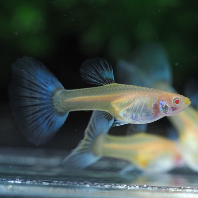 【セール】RREAブルートパーズ　2ペア