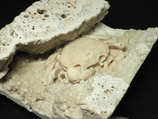 カニの化石【Potamon sp.】【272 g】トルコ共和国産/蟹/エビ/魚