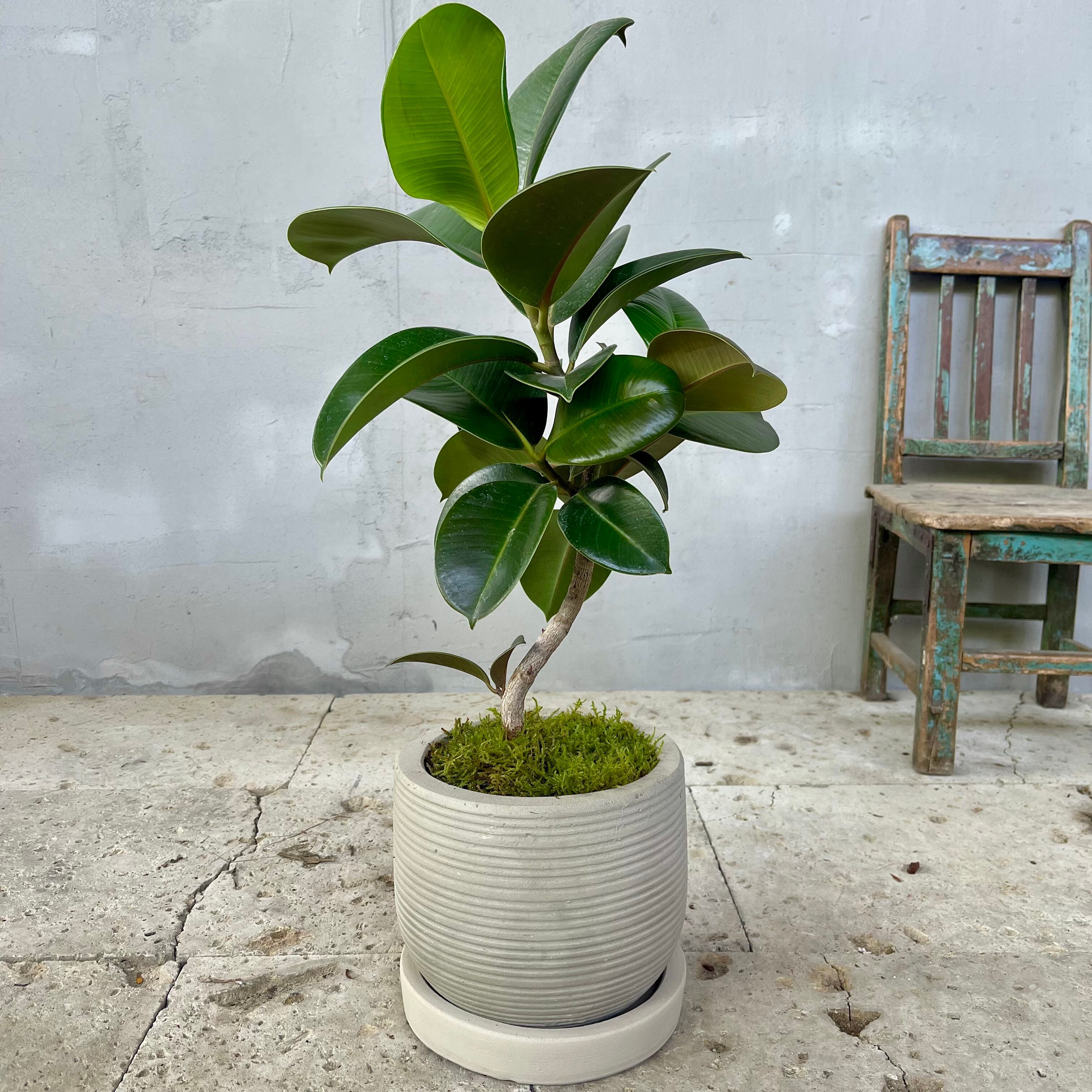 大型 フィカス アルテシマ 曲がり仕立て 陶器鉢 植え込み発送 【公式通販】