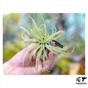 Tillandsia streptophylla Hybrid