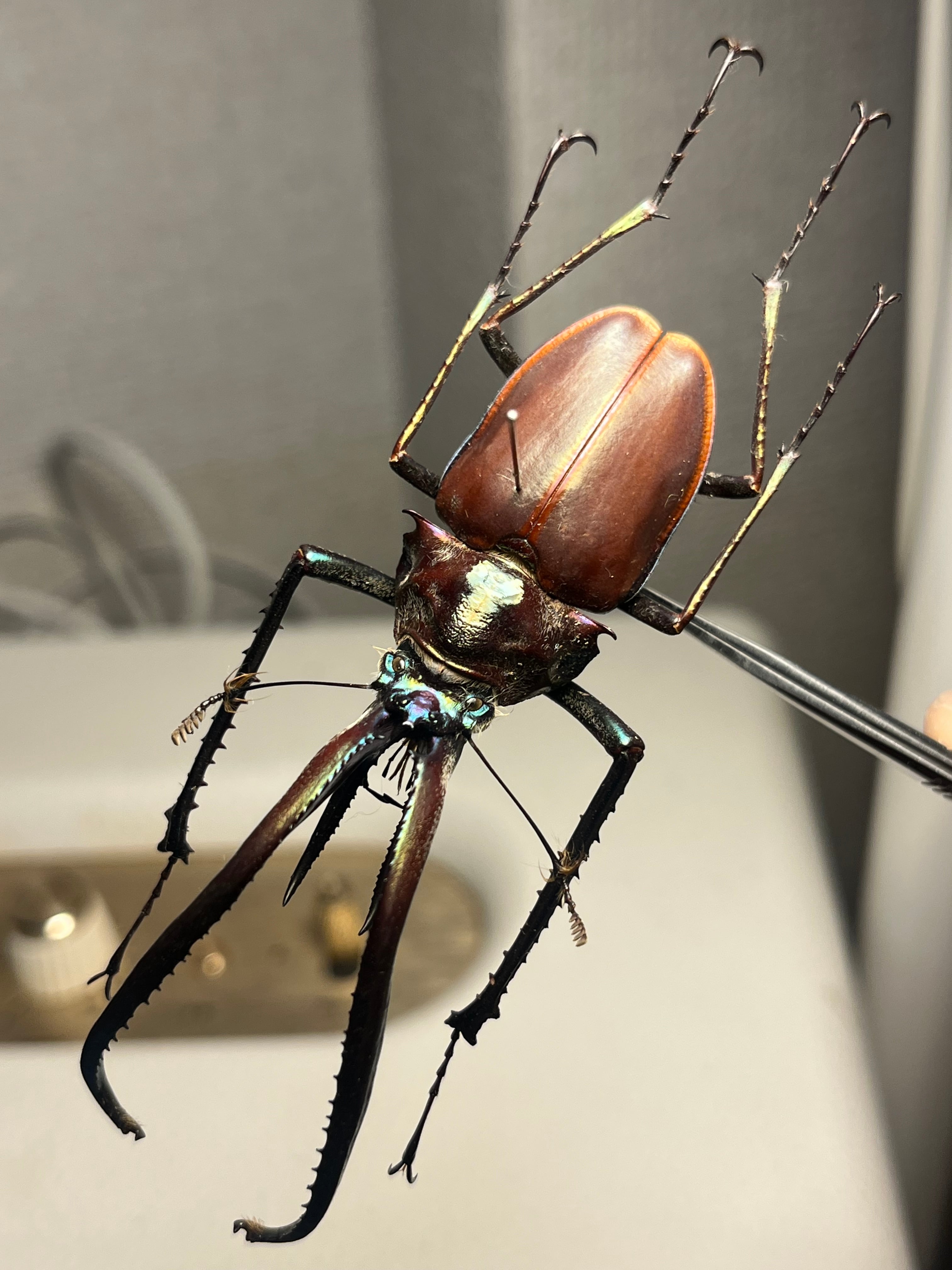 標本】ニジイロクワガタ オウゴンオニクワガタ ピカール血統 エラフス