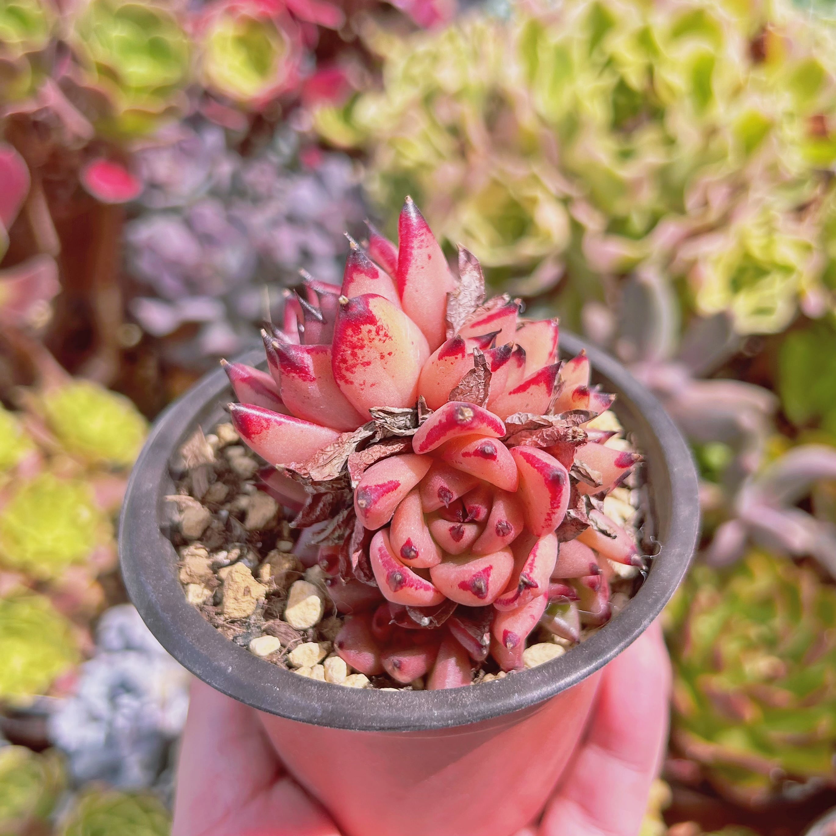 現物 多肉植物 血羅 抜き苗 | るる農園~多肉植物専門