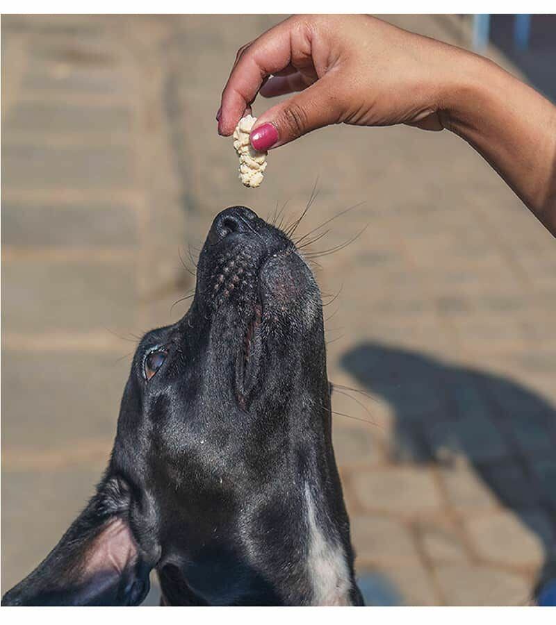 ドッグシークランチ ココナッツ 脂肪分離 50g マイクロシンah ペットケア ドッグシー 犬のおやつ マイクロシンクリーナー 除菌