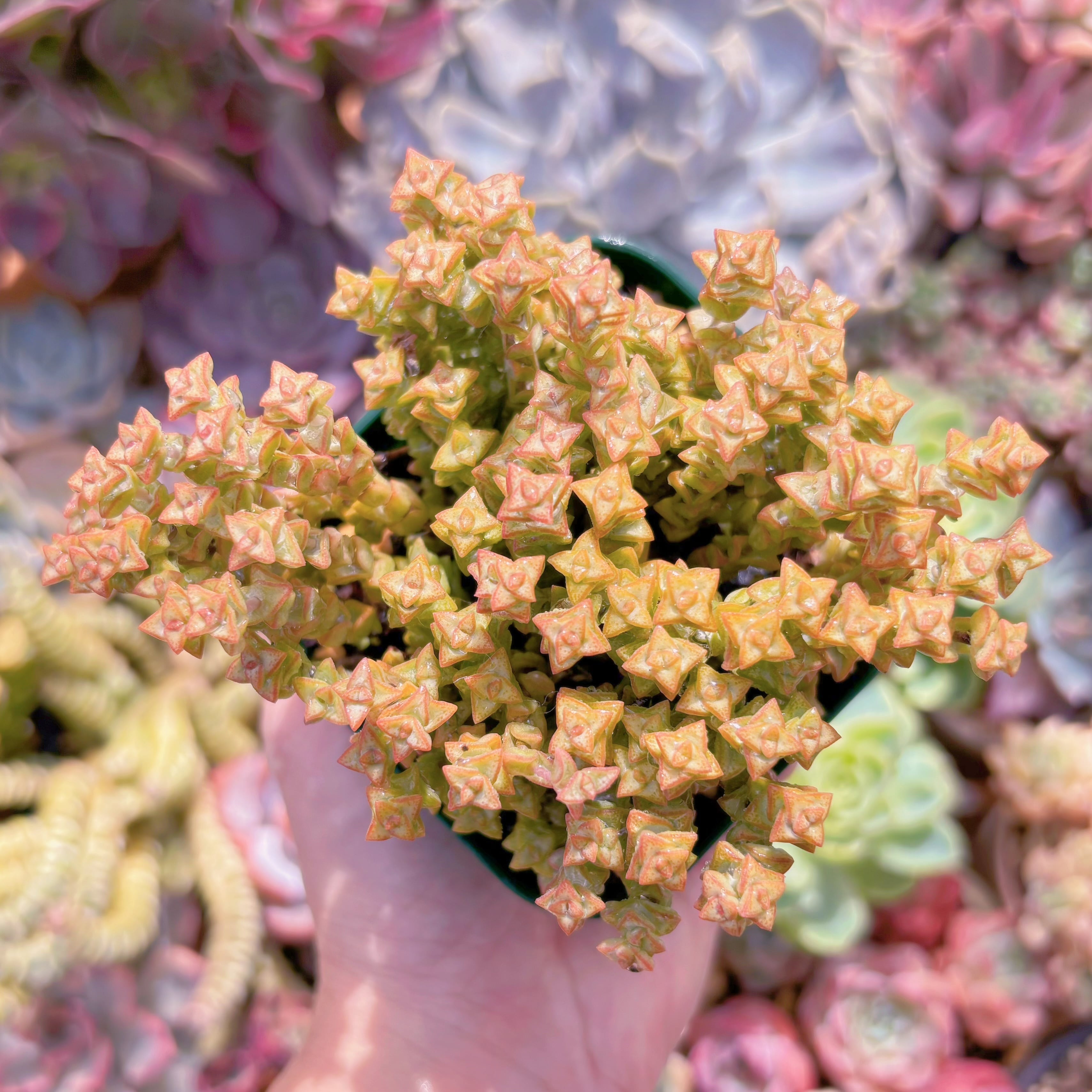 現品　小米星#B54　るる農園