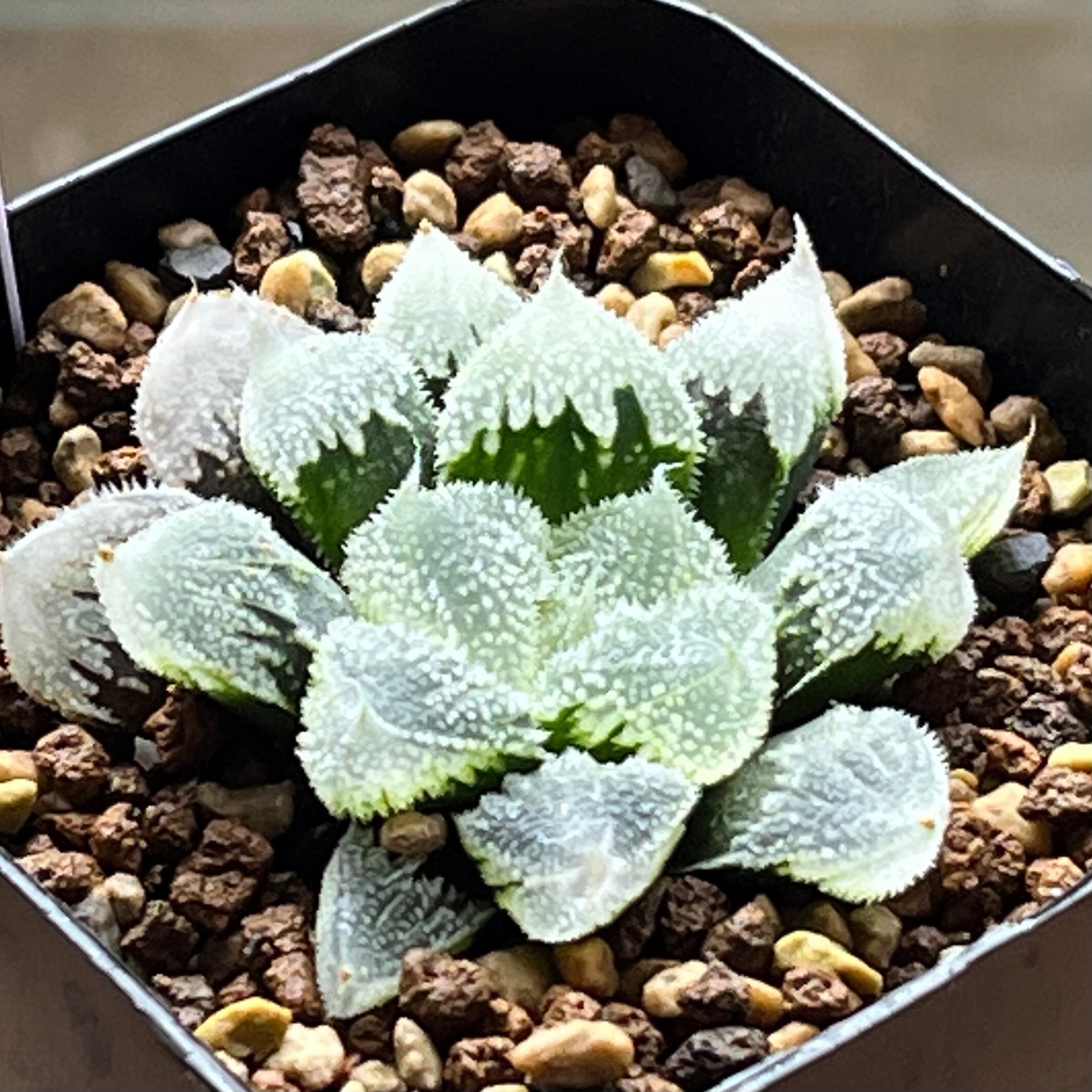 ハオルチア 花胡蝶 オブツーサ錦 | mocono_plants