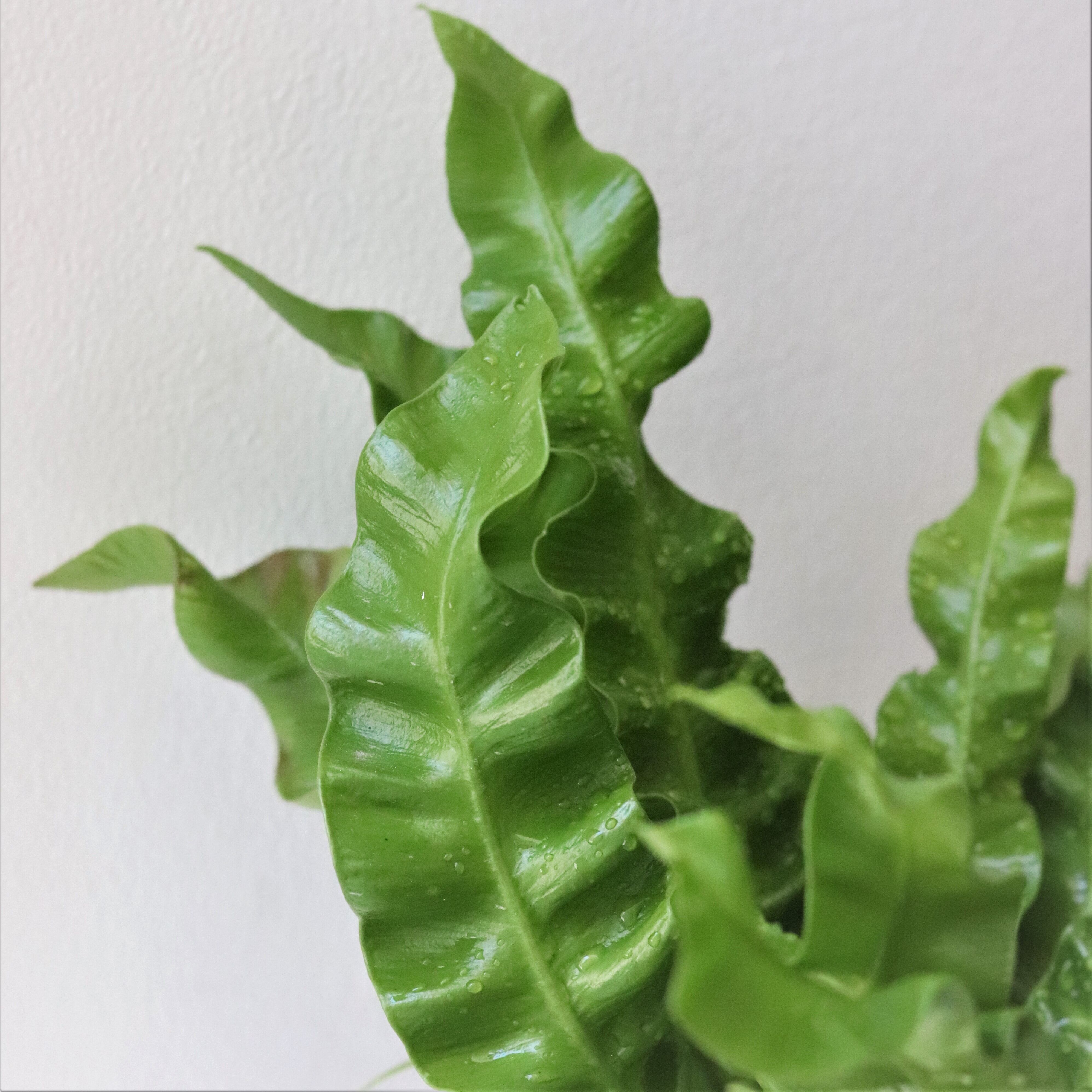 グリーン エメラルドウェーブ ジーフラットインテリアショップ Online Shop