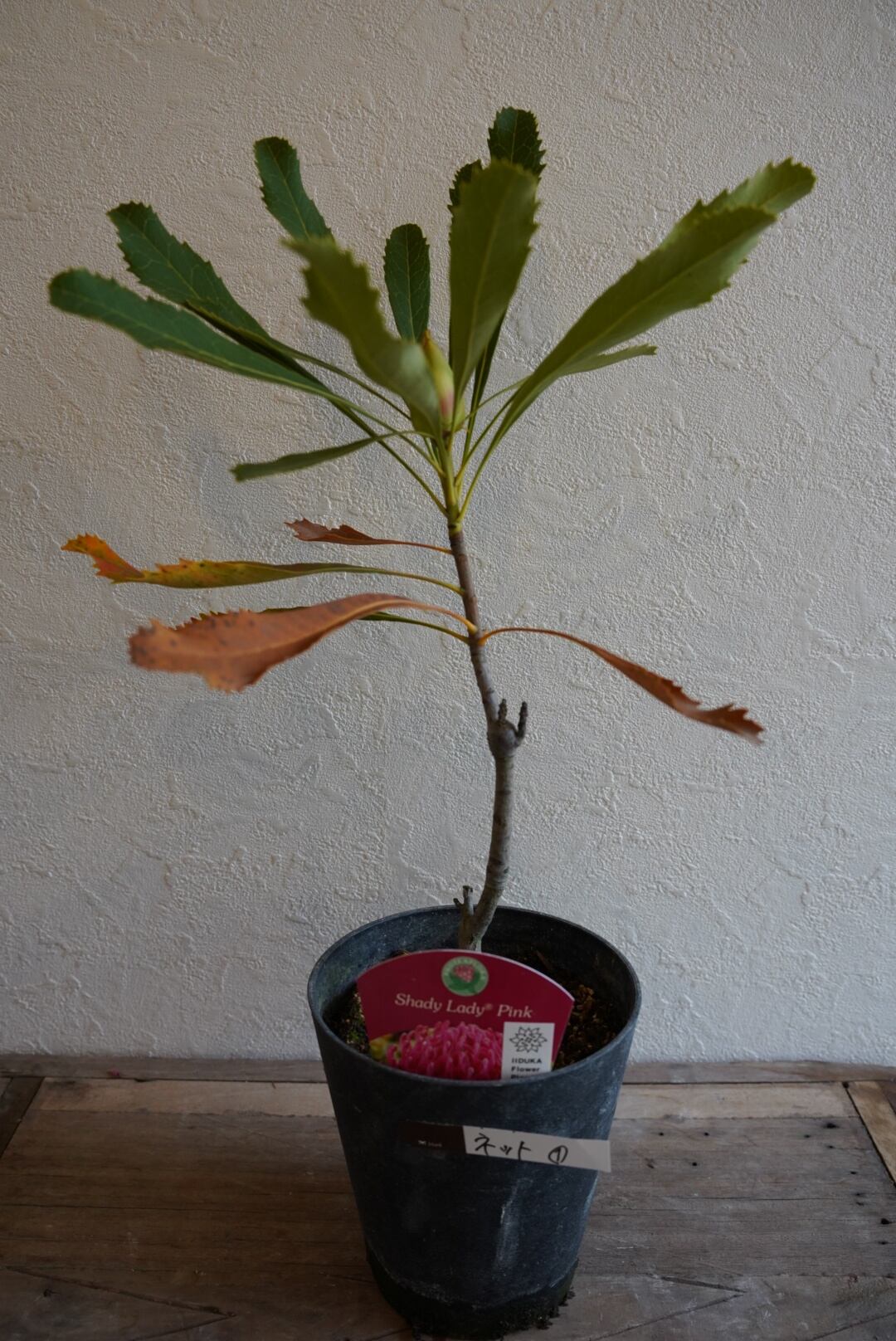 ペトロフィル エリシフォリア② | 沼ノ上農園