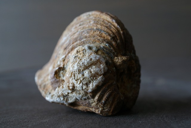 カリフォルニア産トリゴニア化石　Trigonia sp. 824