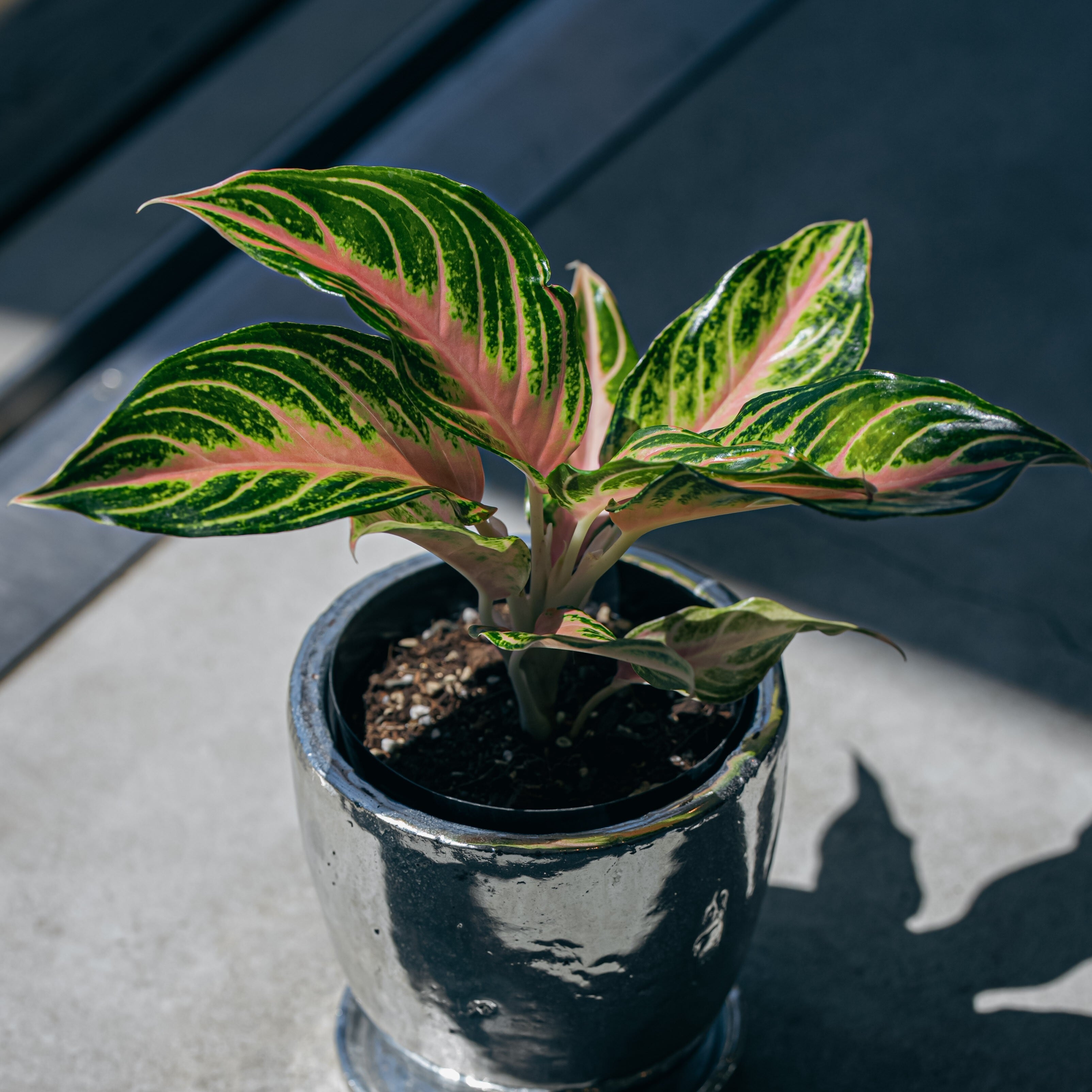 アグラオネマ・ピンクパナマ（Aglaonema 'Pink Panama'） | Plants Baka