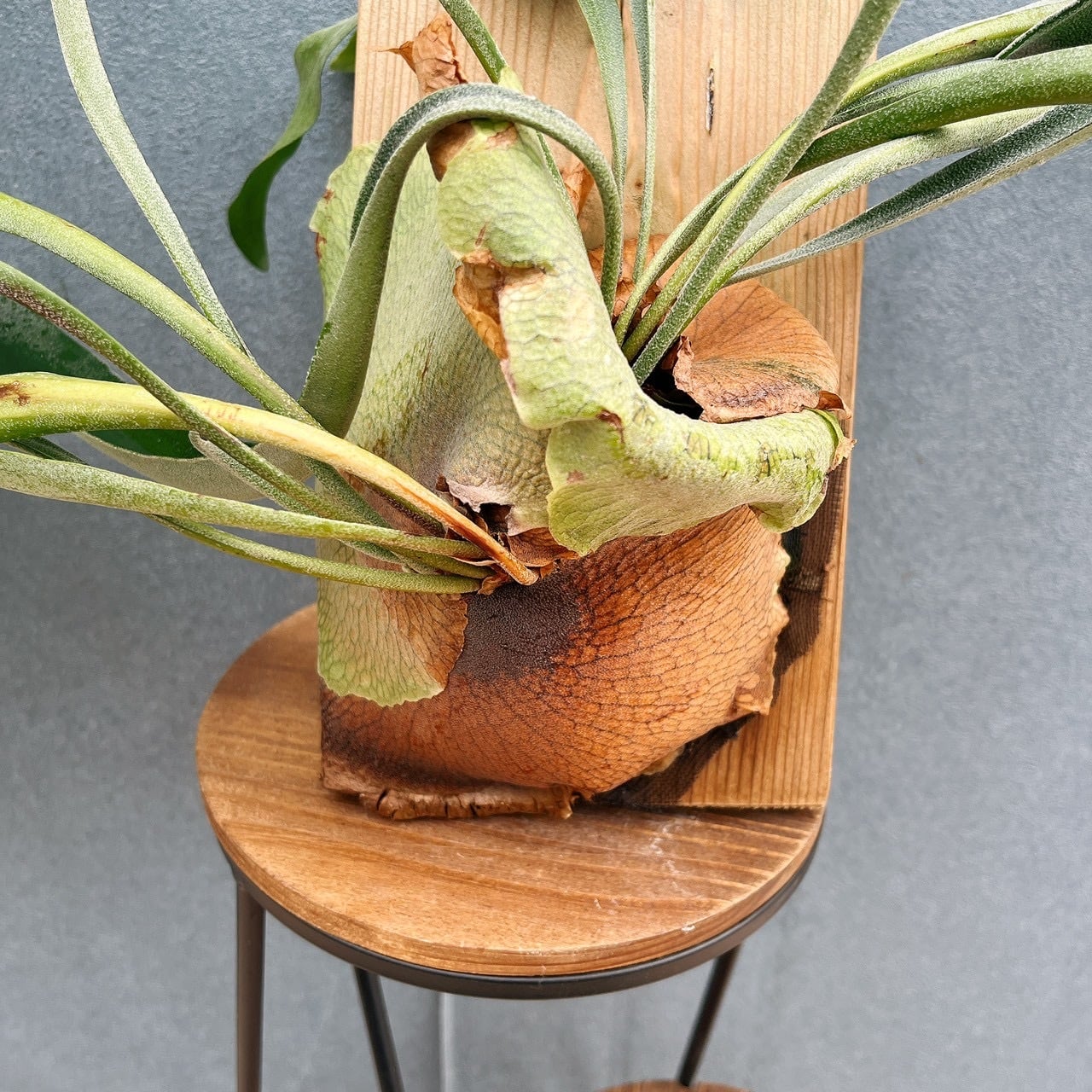 現品］S ビカクシダ コウモリラン 板付 観葉植物 室内 おしゃれ 吊り