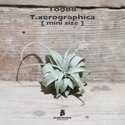 【送料無料】キセログラフィカ mini〔エアプランツ〕現品発送T0988