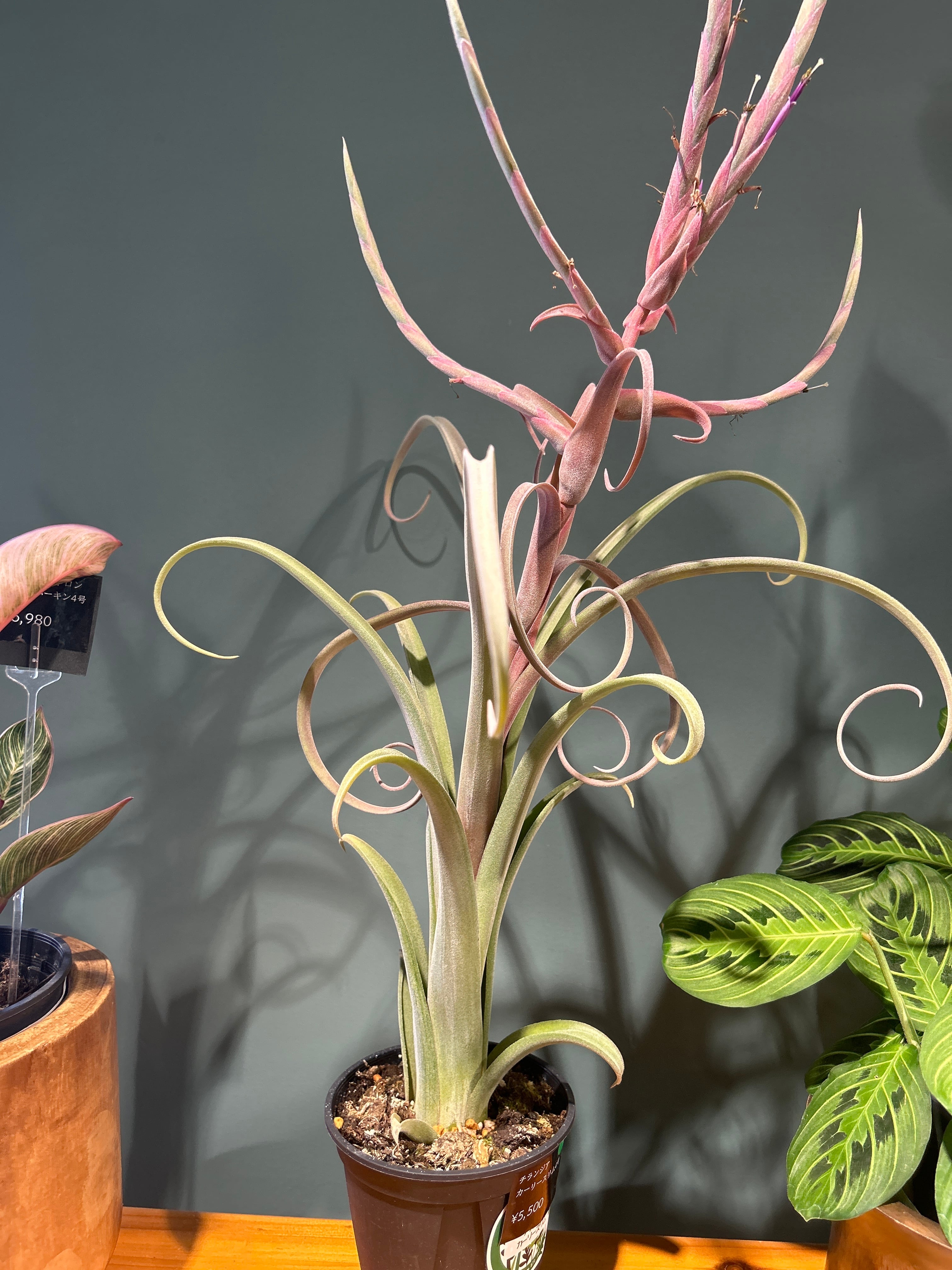 チランジア カーリースリム4号 大 | 植物との暮らし apricot