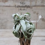 【送料無料】ストレプトフィラ ML〔エアプランツ〕現品発送T1621