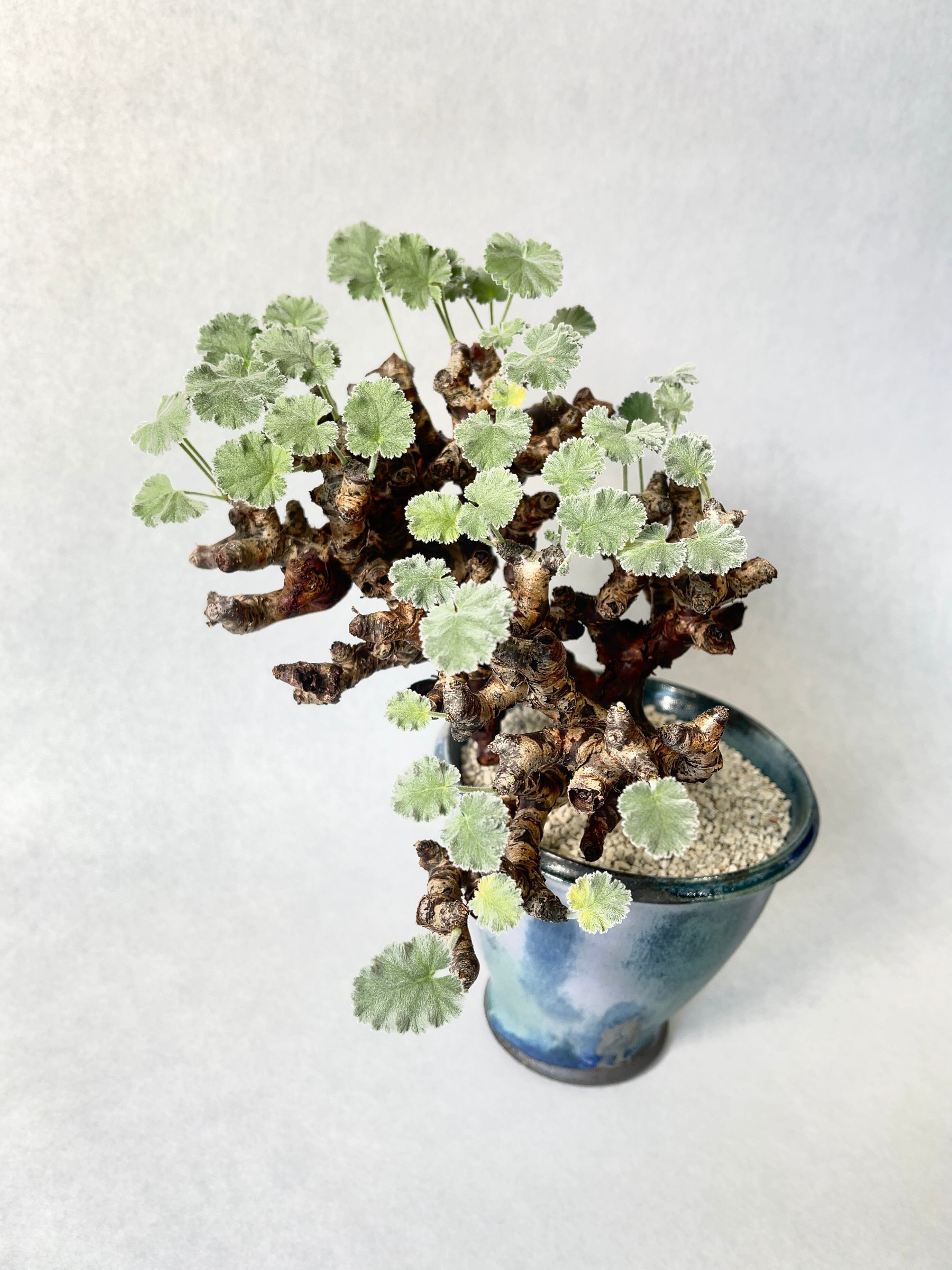 ペラルゴニウム・ミラビレ | trigger