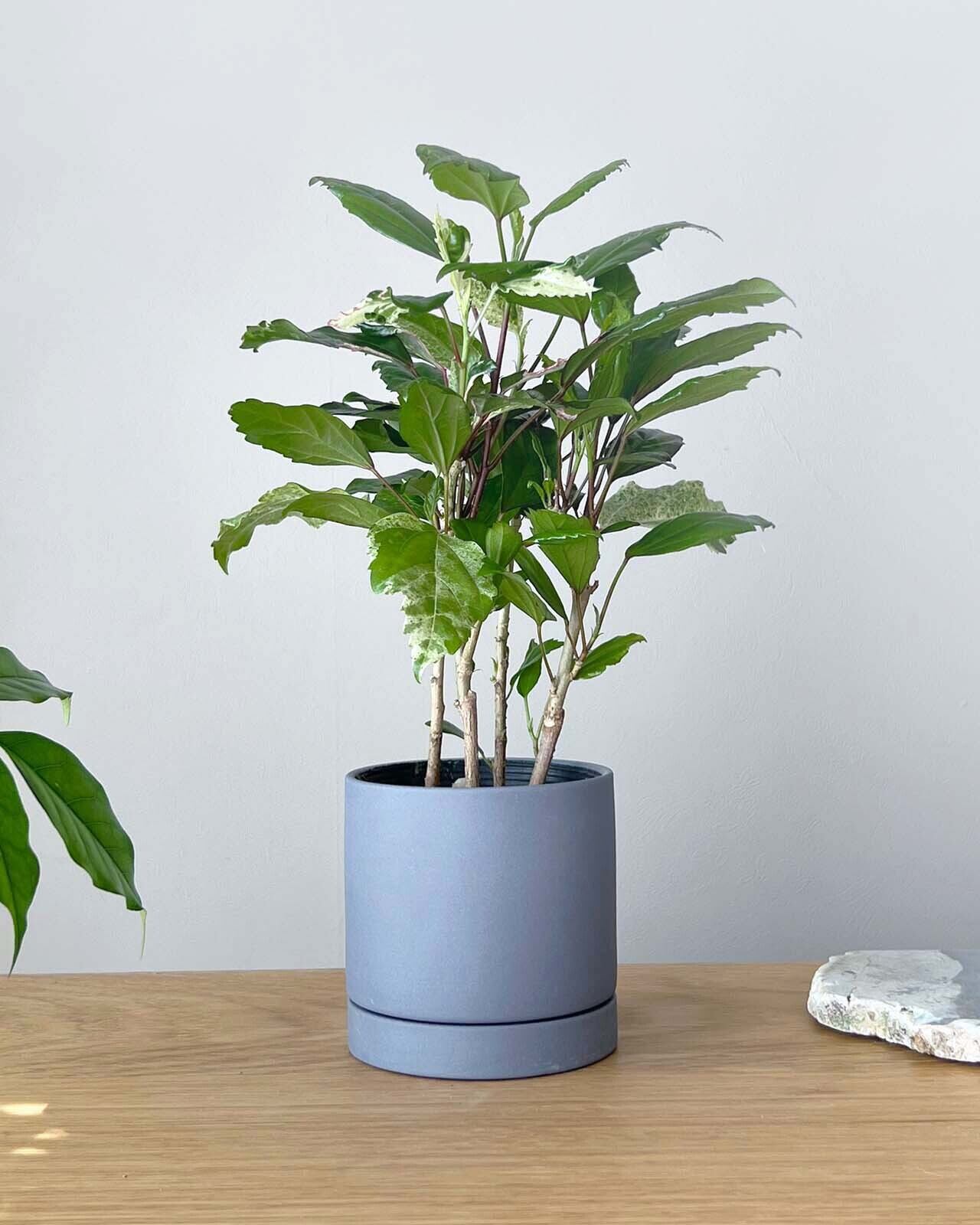 【ウィリアム モリス】リーフシリンダー 20 可愛い 植木鉢 クリーム ブルー