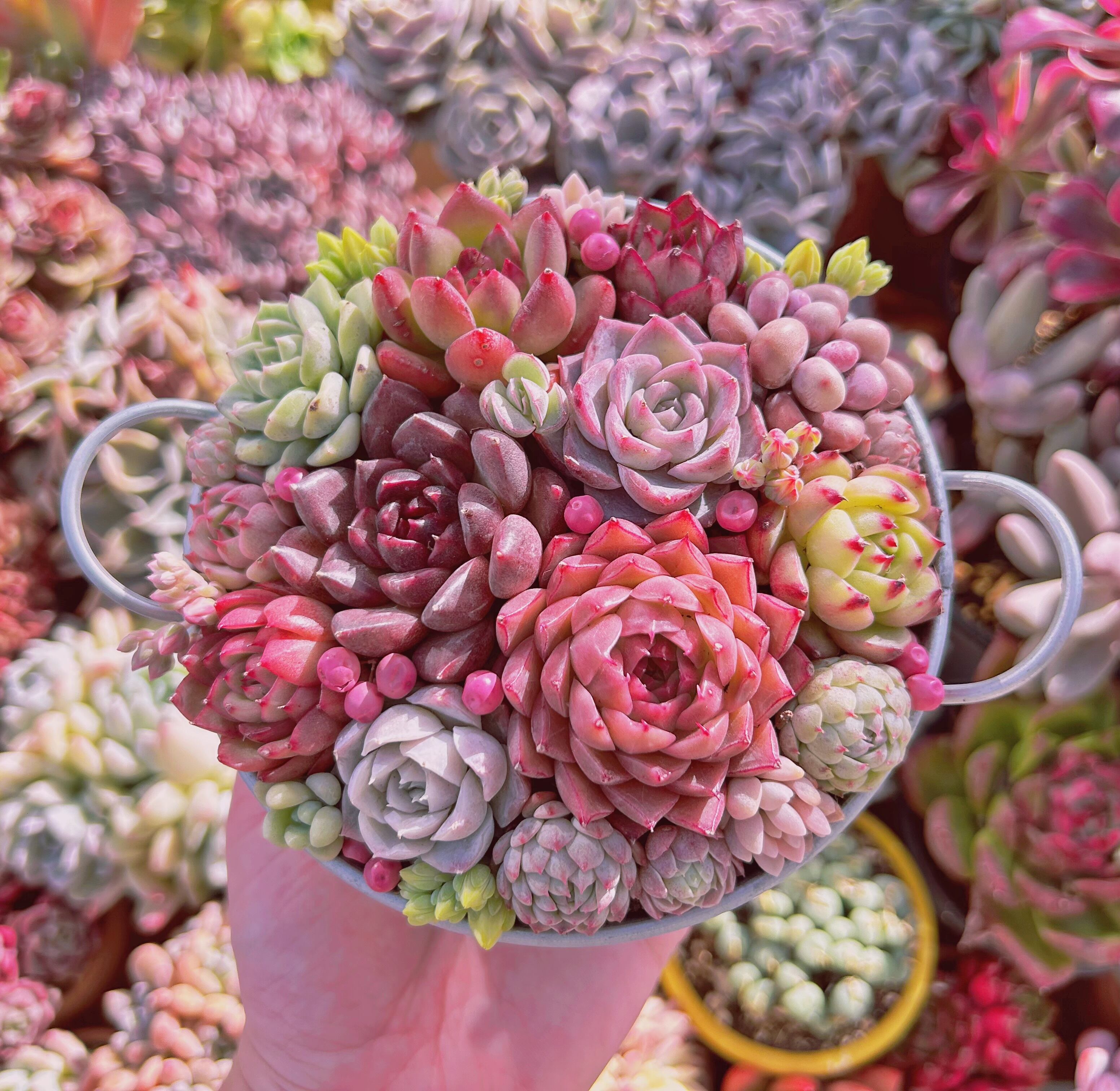 #261現物　寄せ植えセット