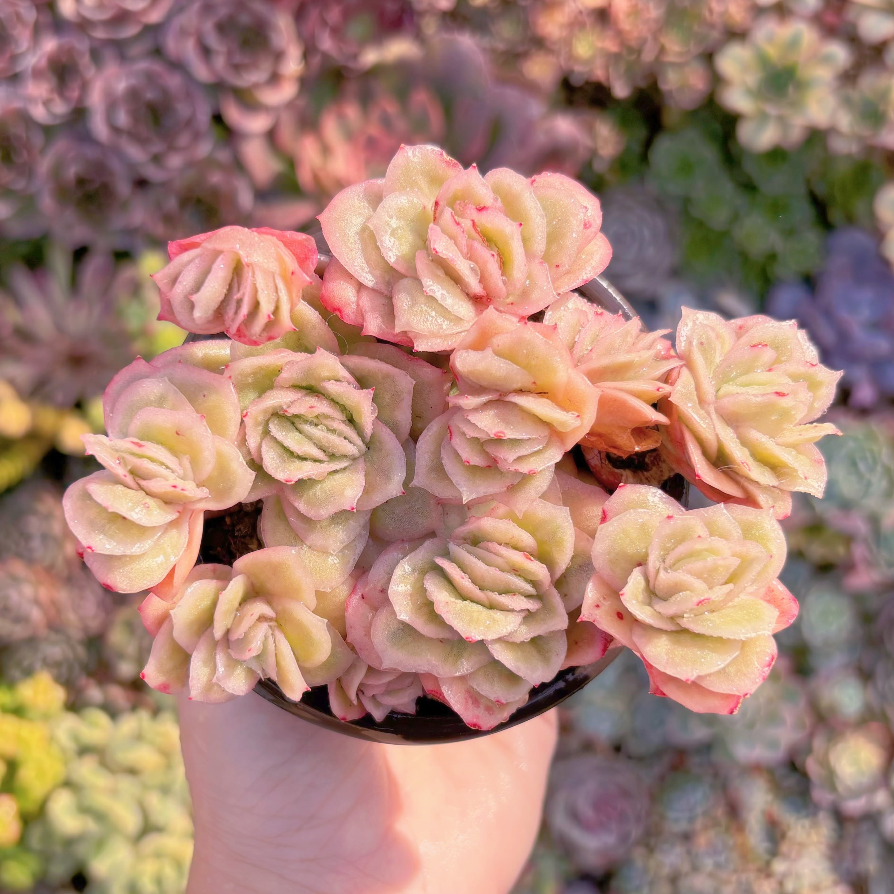 現品　アイスラブリーローズ錦#A056　群生　新入荷　るる農園