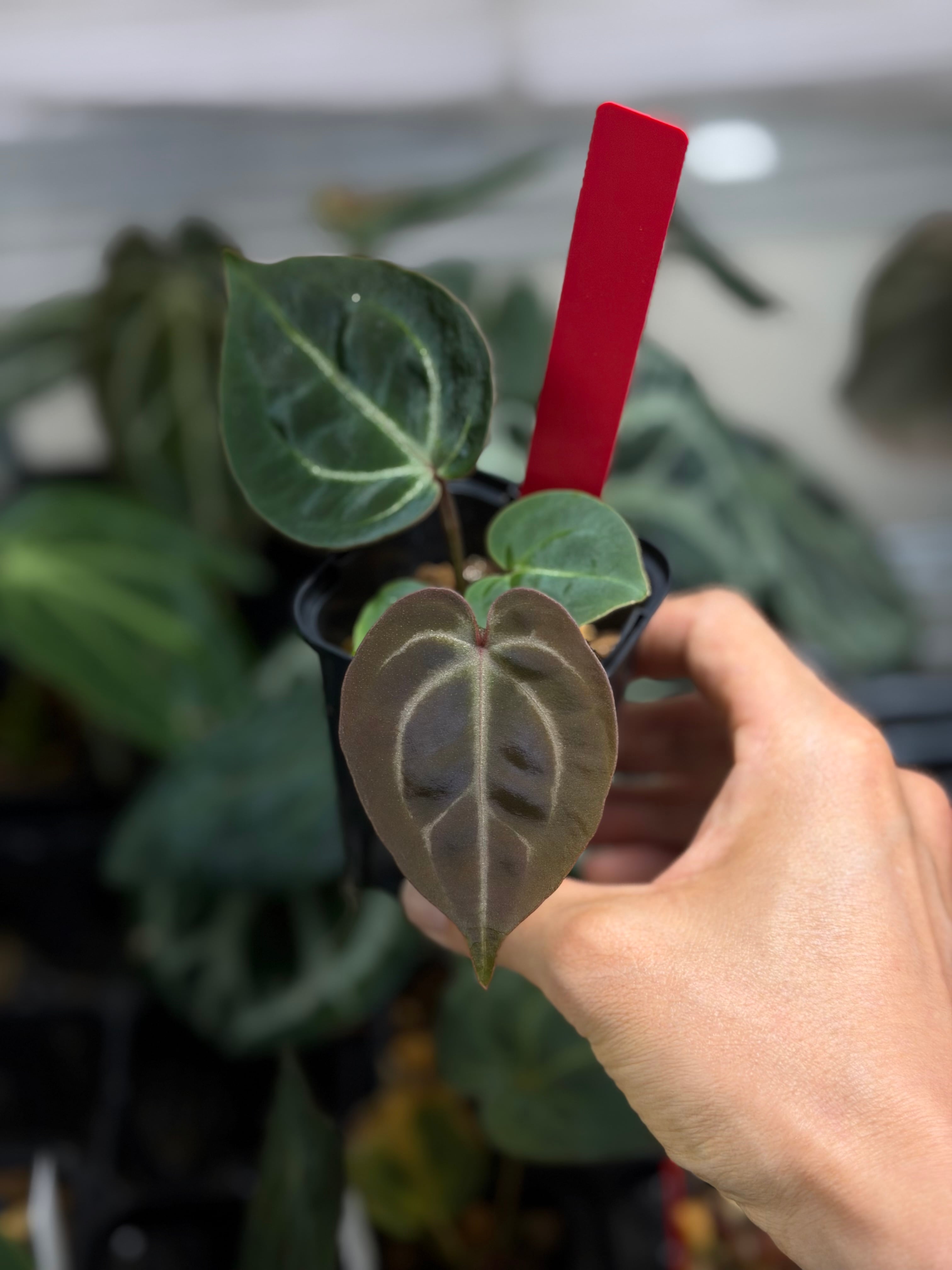 anthuroom