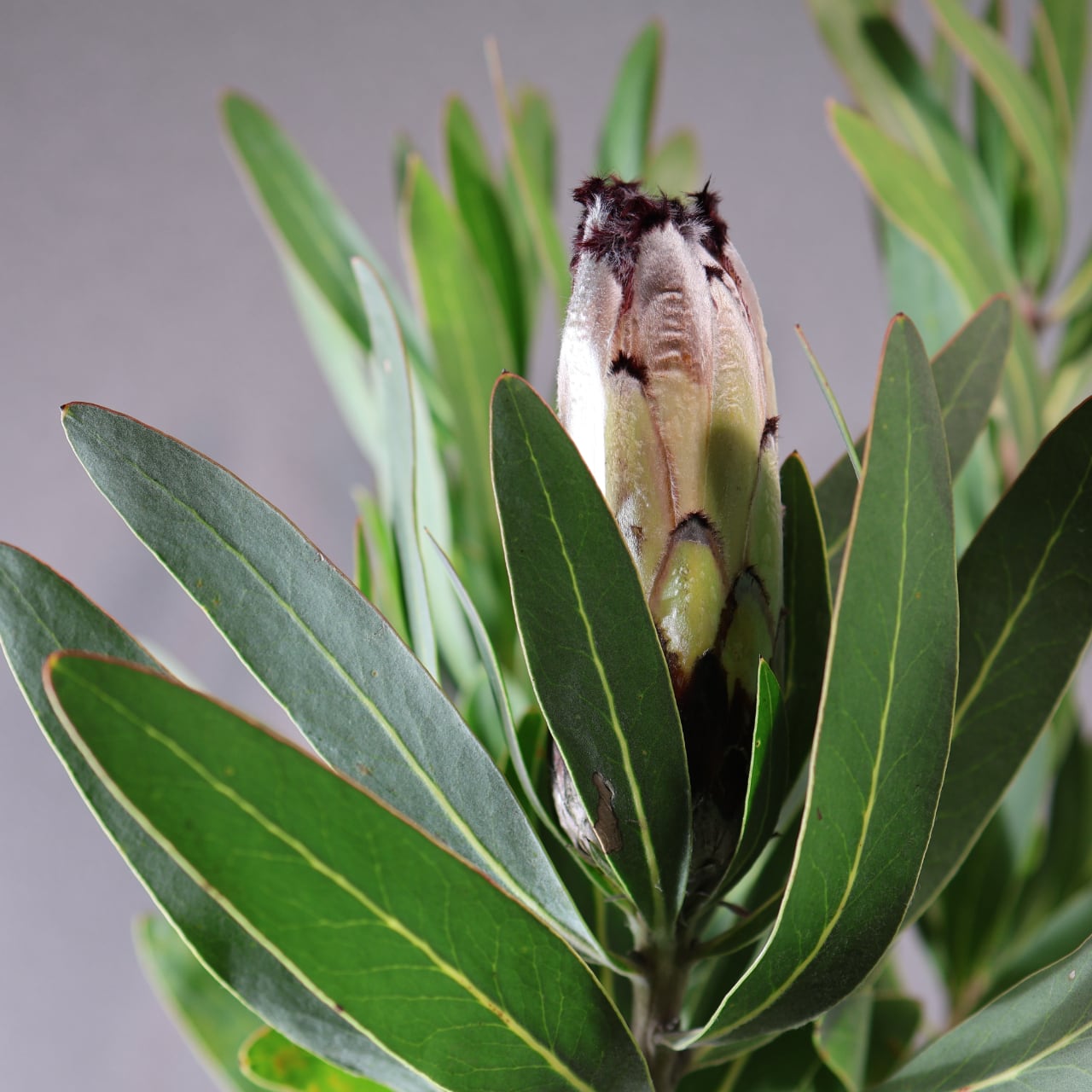 516『プロテア Cream Mink』観葉植物【送料無料】 | MARX PLANTS