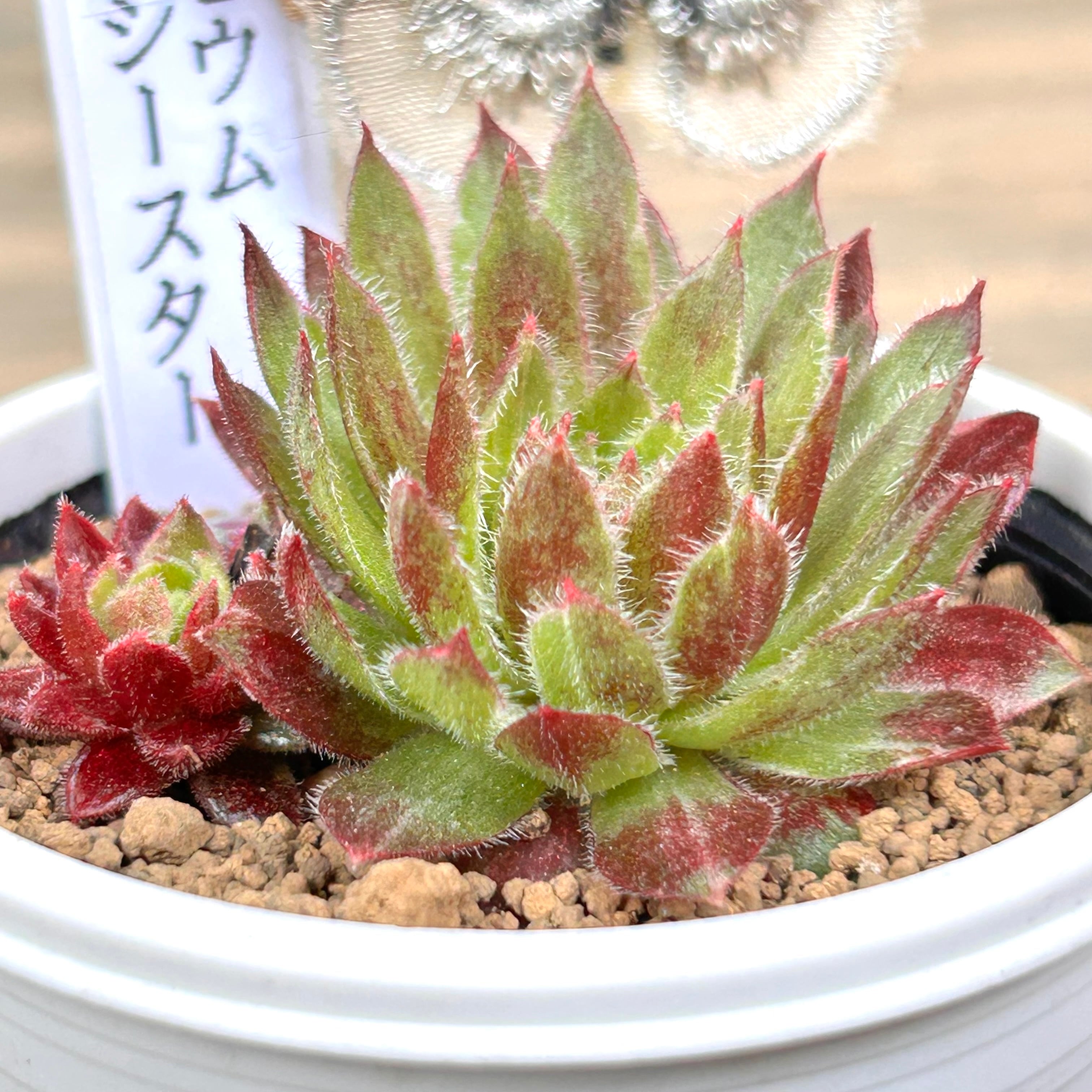 ギャラクシースター センペル | RuPo 多肉植物専門店