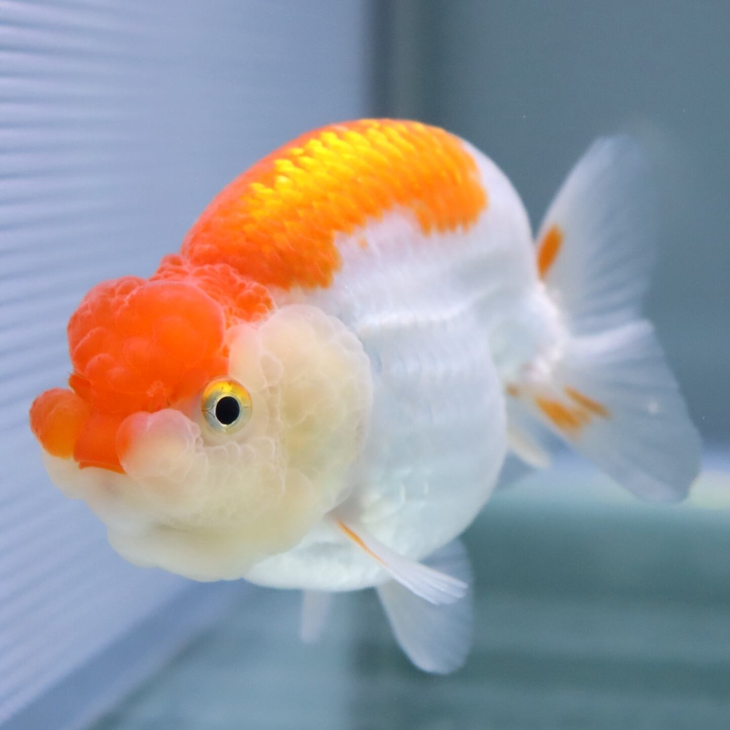 超歓迎された 金魚 らんちゅう 更紗 9ｃｍ オス 一点物 Shipsctc Org