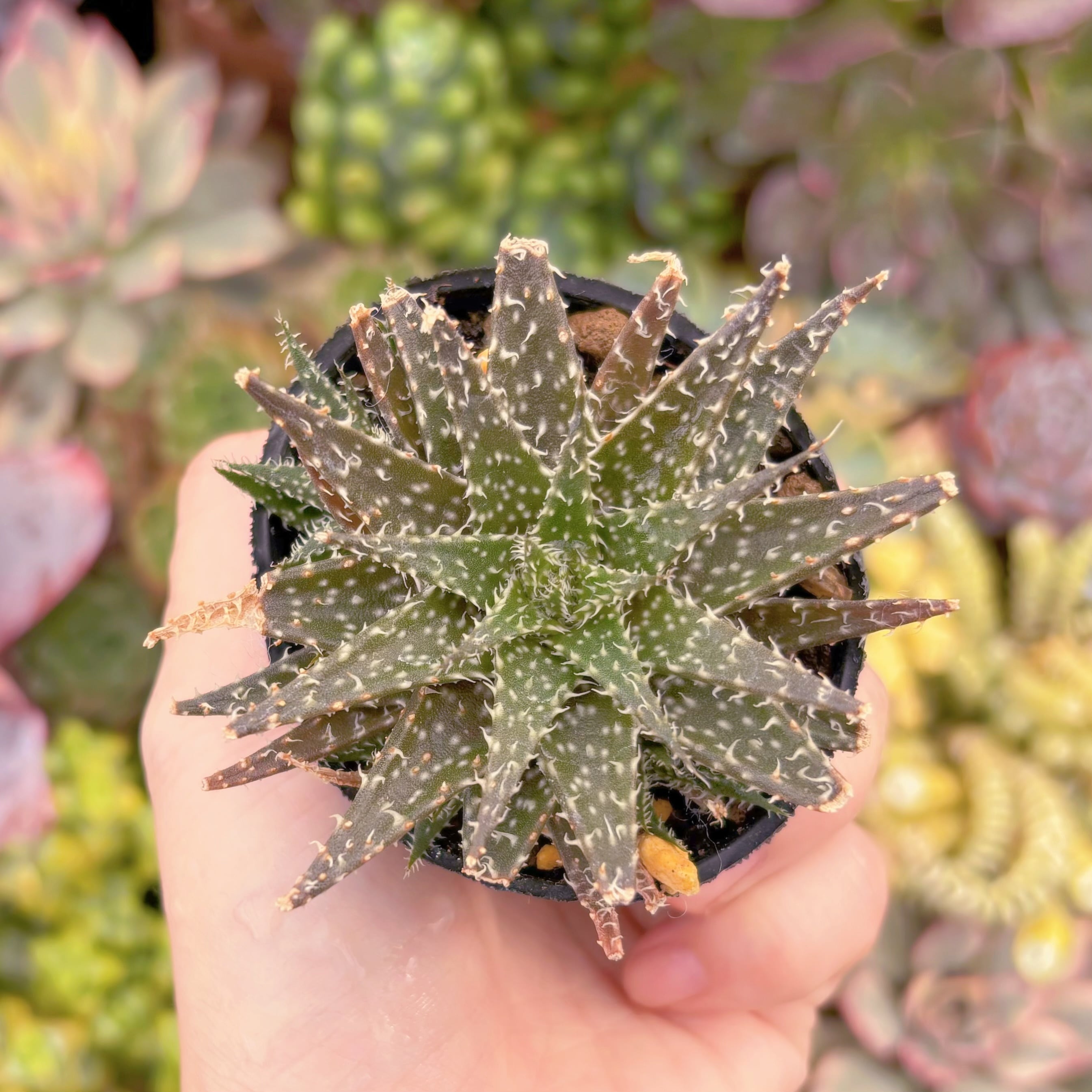 現品　アロエ ディスコデンティティー#587　古株　るる農園