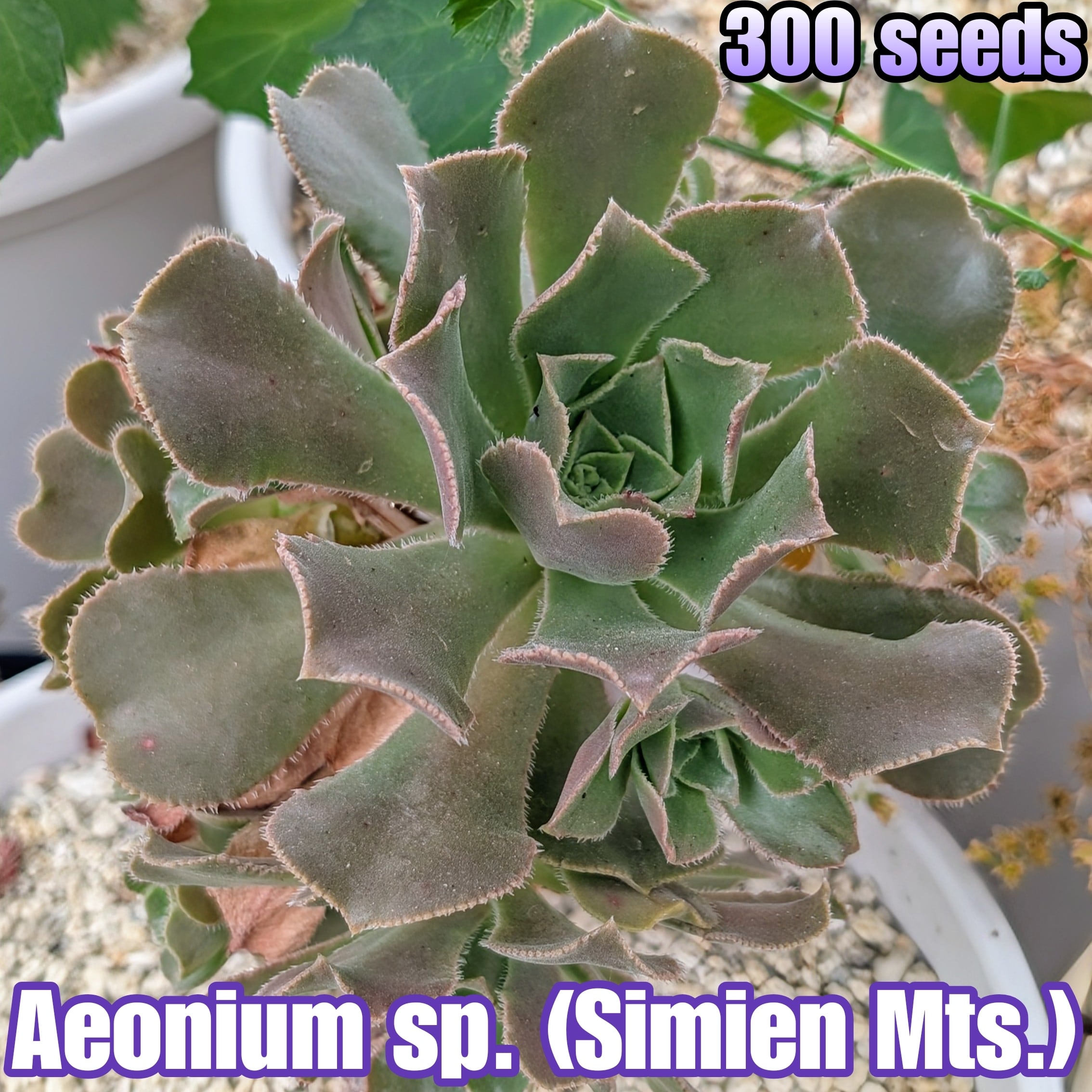 種子（大容量お得パック一覧） | YAJIMA: Succulents of Wild-Species