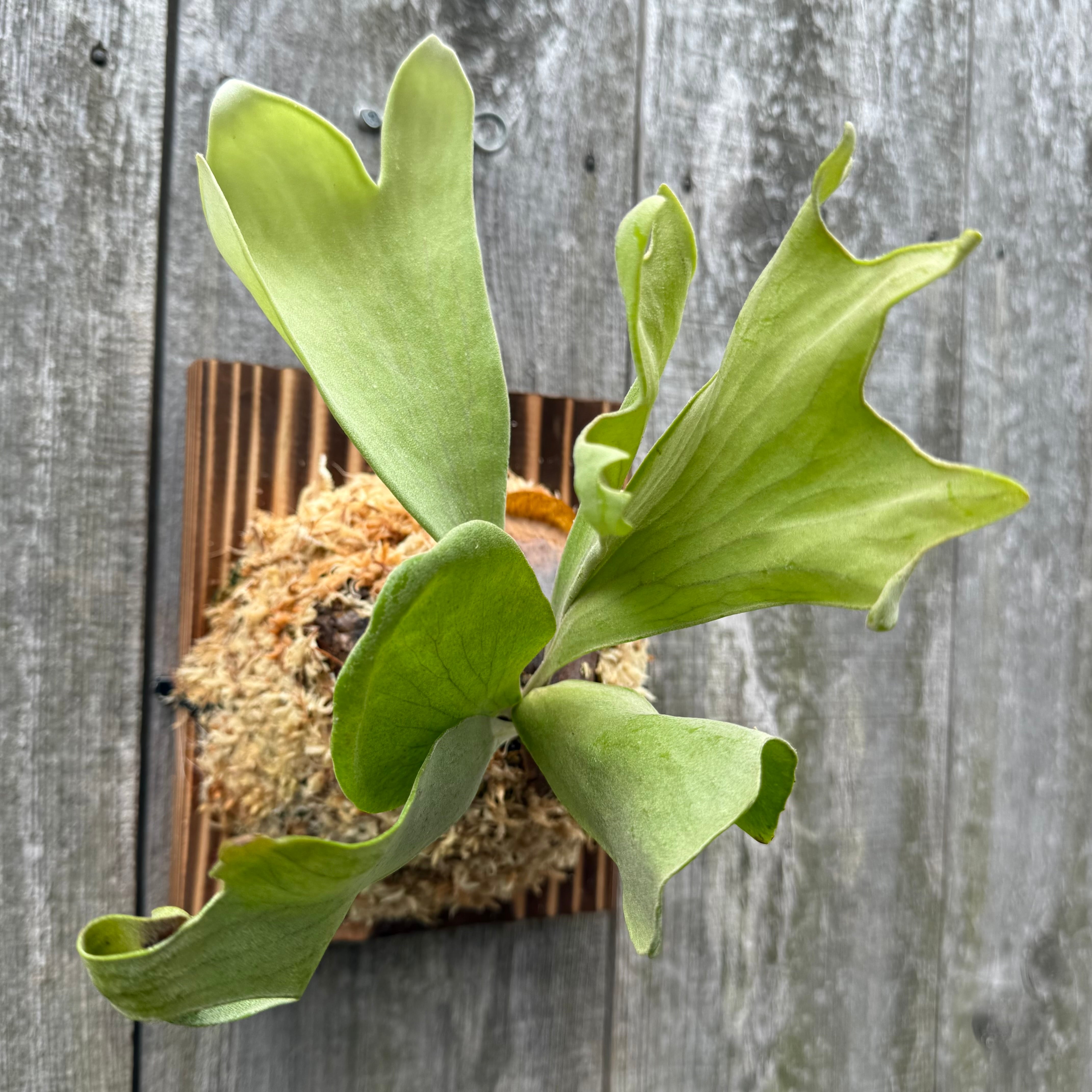 P. Mt Lewis spore select (pup) | naturefix