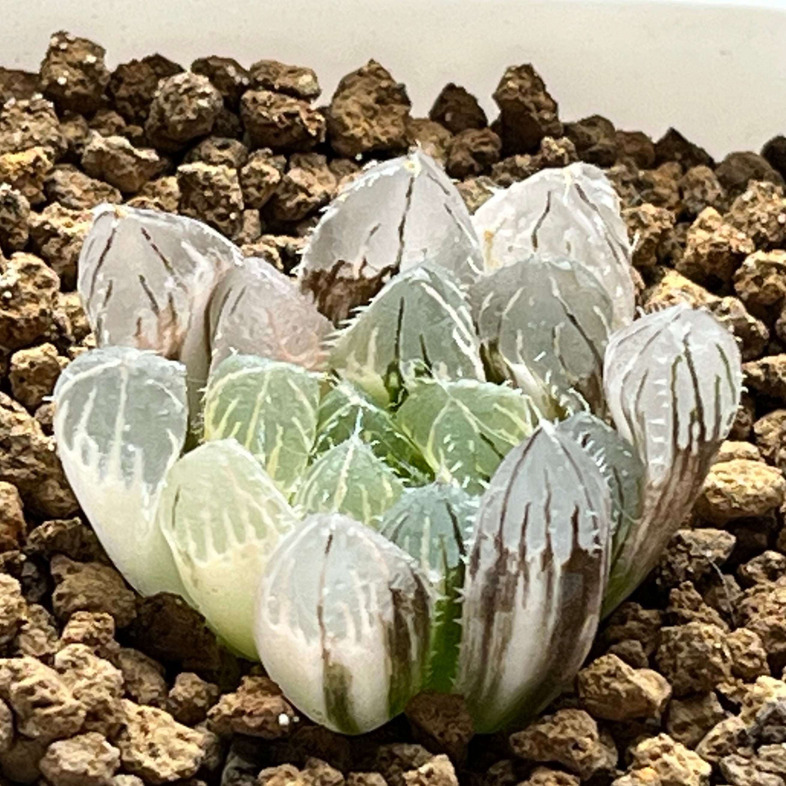 ハオルチア アトロフスカミュータント錦 | mocono_plants