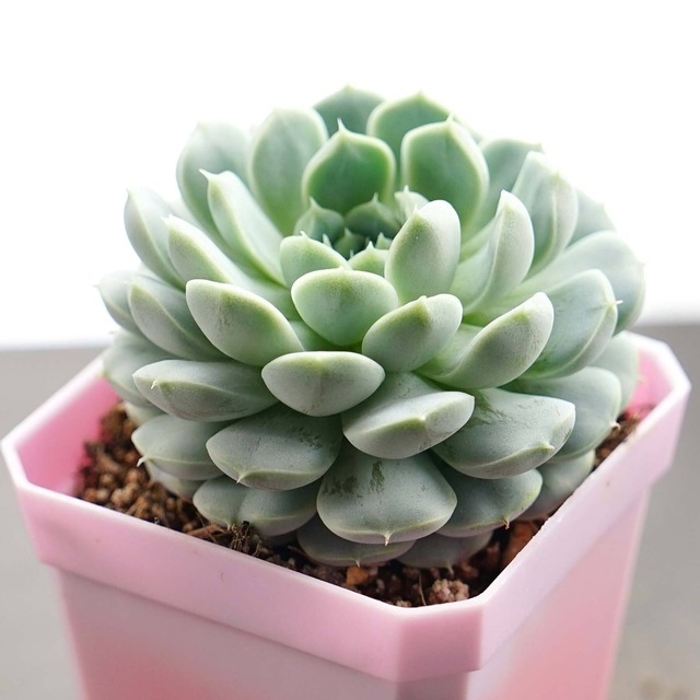 【PREMIUM】抜き苗 アルバ美尼 大株 Echeveria 'Albamini'