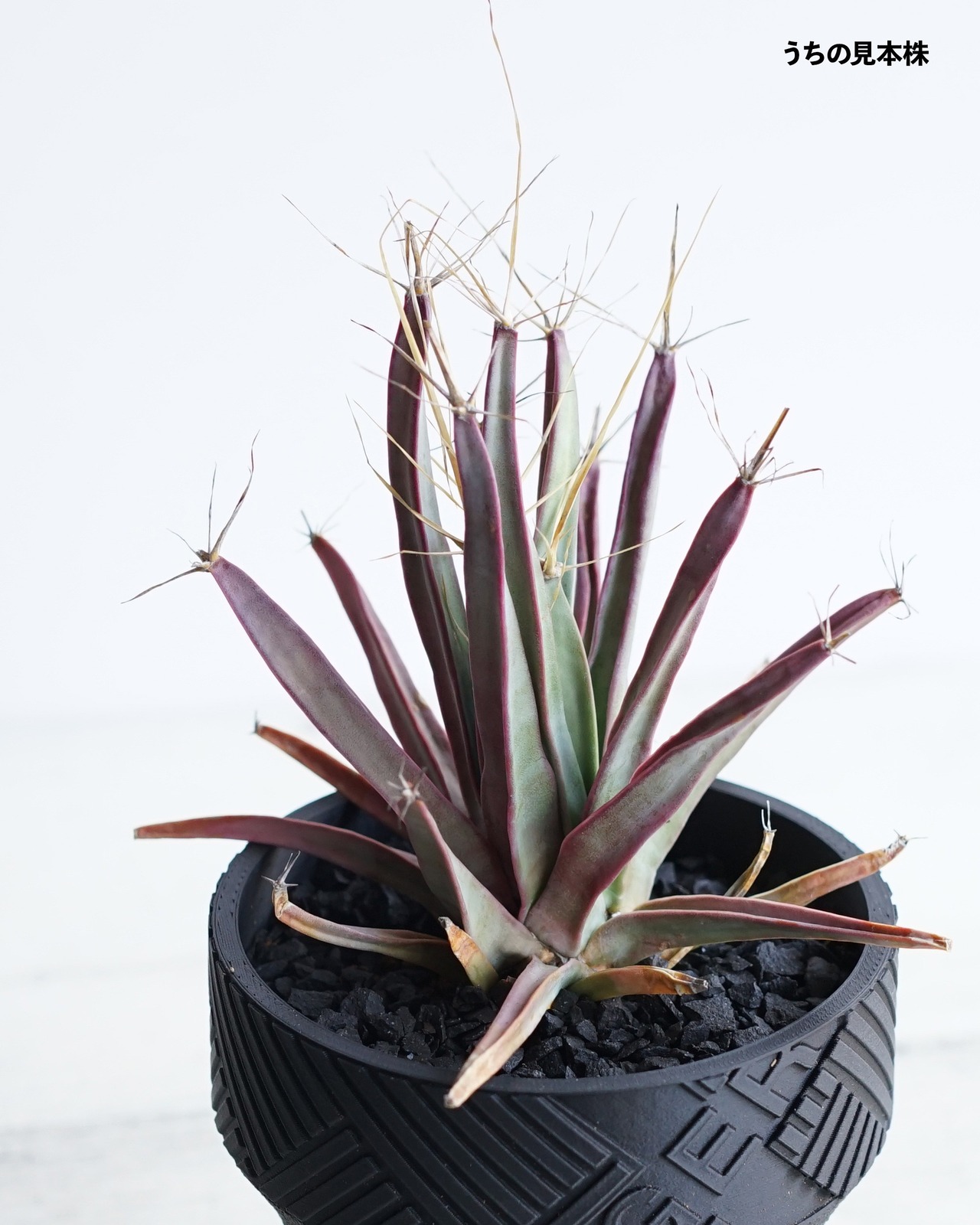 発根済カット苗 レウクテンベルギア 晃山 M Leuchtenbergia principis