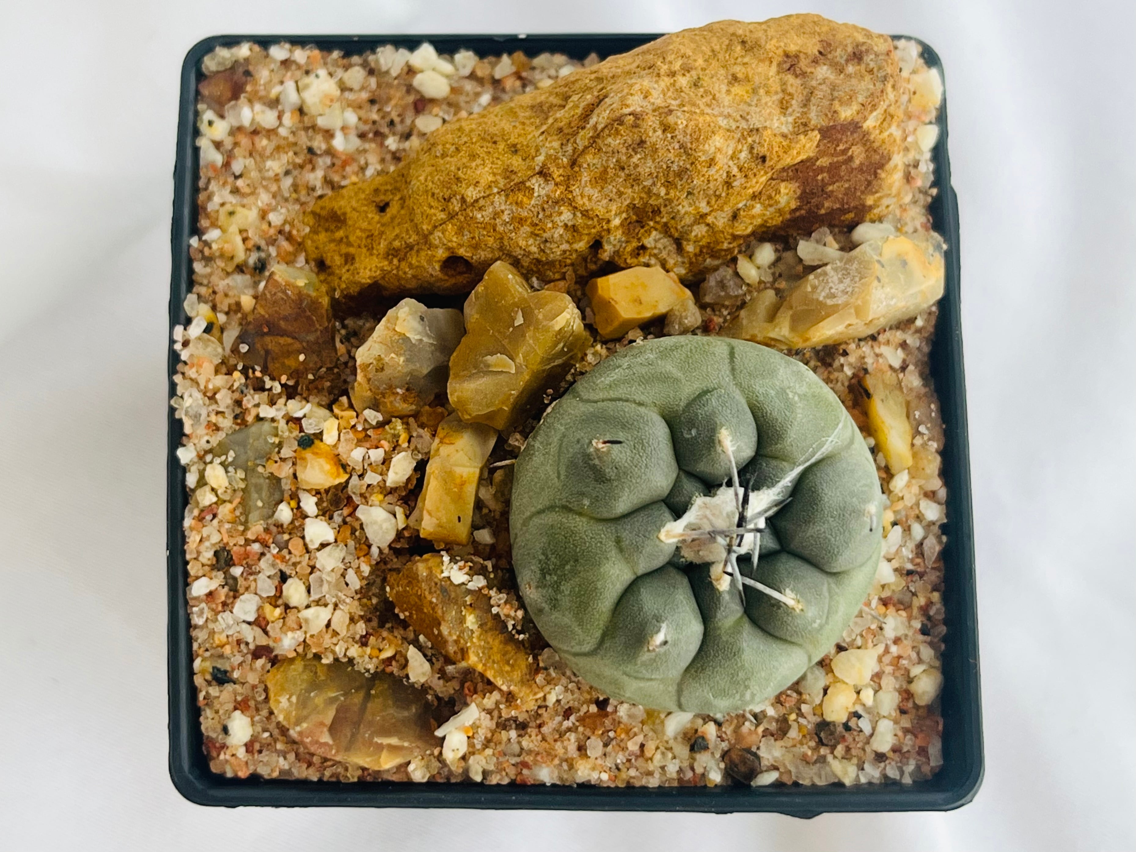 Turbinicarpus jauernigii ツルビニカルプス ハウエルニギー サボテン