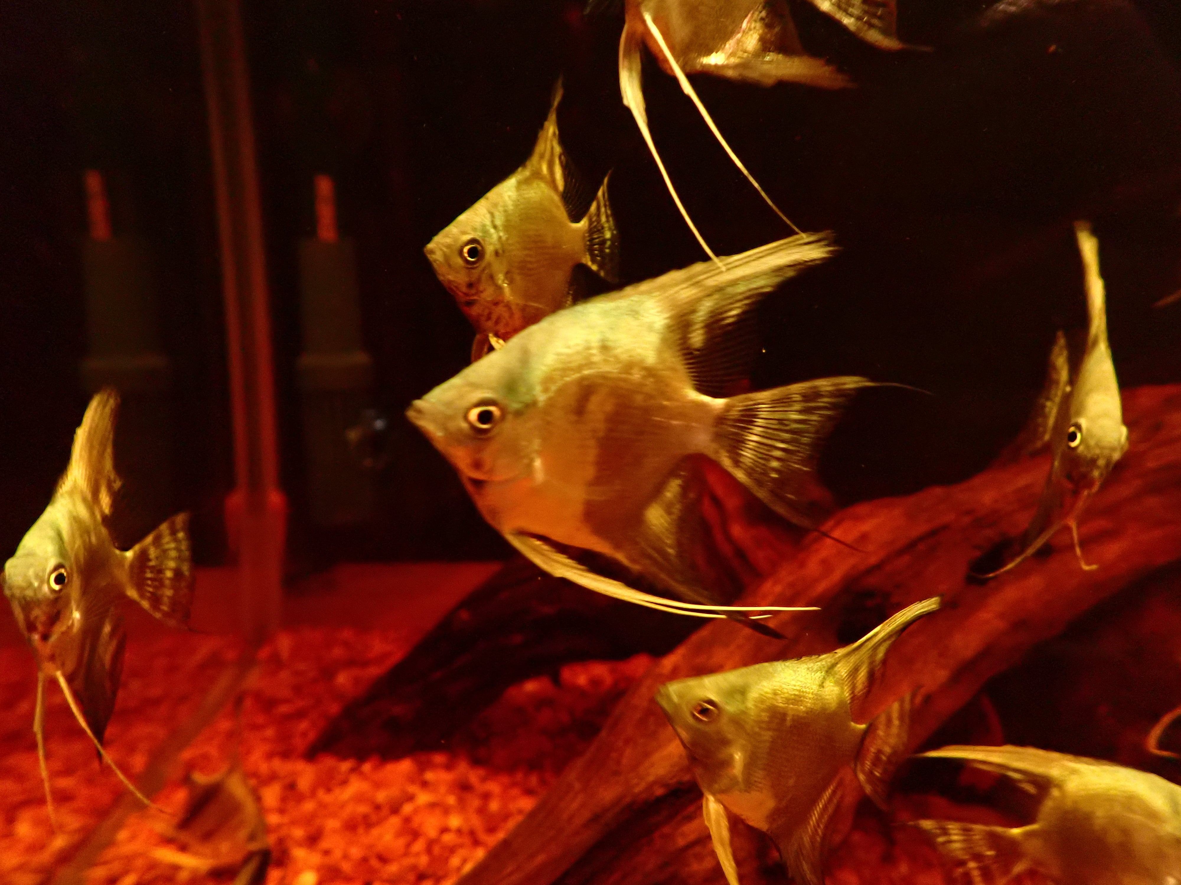 ブルーアバターエンゼル