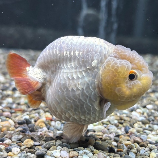 瑪瑙らんちゅう　７ｃｍ