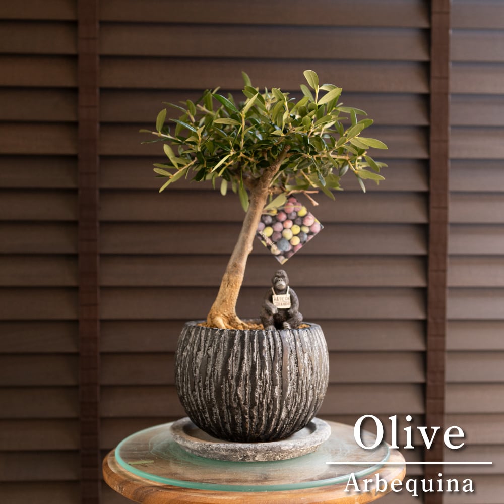 創樹 オリーブの木 SOUJU 幹太 Manzanillo マンザニロ 7号鉢