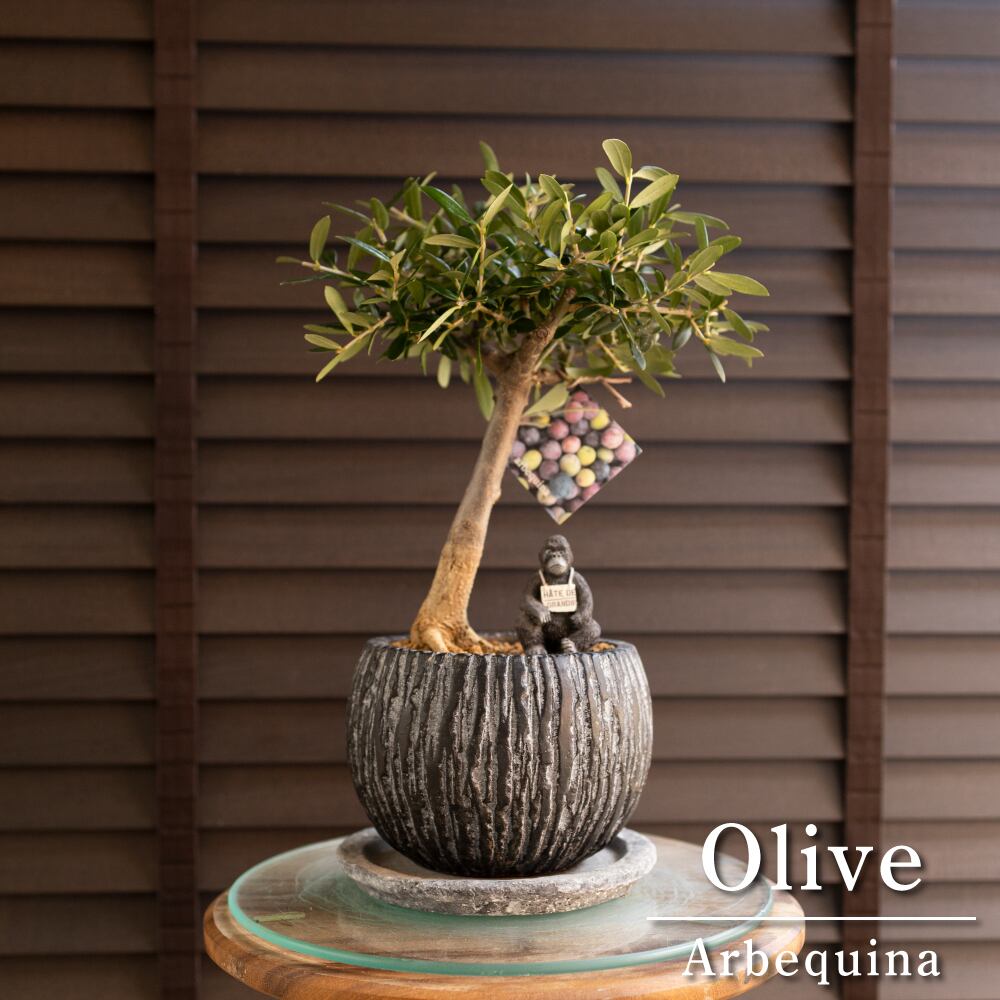 創樹 Olive オリーブの木 盆栽 SOUJU Arbequina アルベキーナ オリーブ 5号陶器鉢 自家結実 0927NV