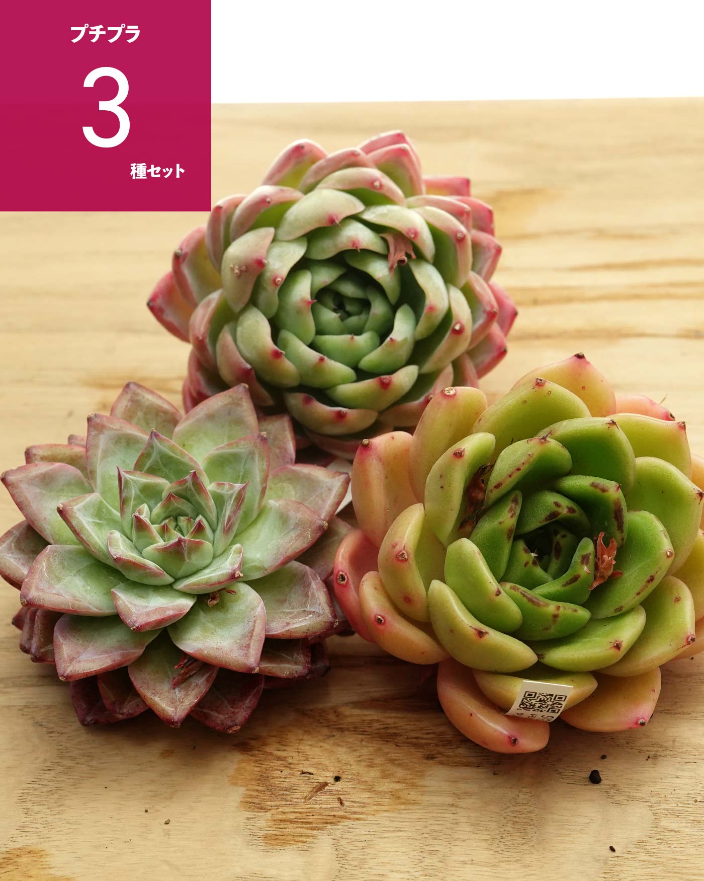 抜き苗 ハオルチア 水中月錦 ミックス斑 ミニ株 Haworthia 'Shui Zhong