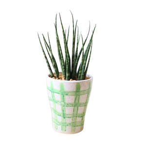 サンスベリア ファンウッド ミカド（25cm）