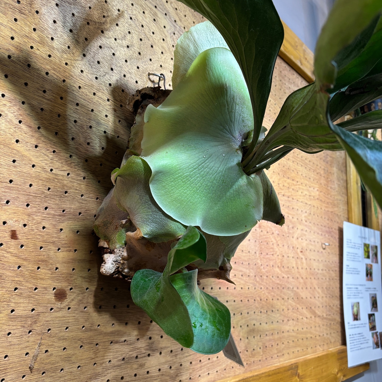 ビカクシダ ヒリー フラハンズ P. hillii 'Hulahands' spore