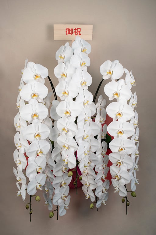 胡蝶蘭白5本立 鉢花
