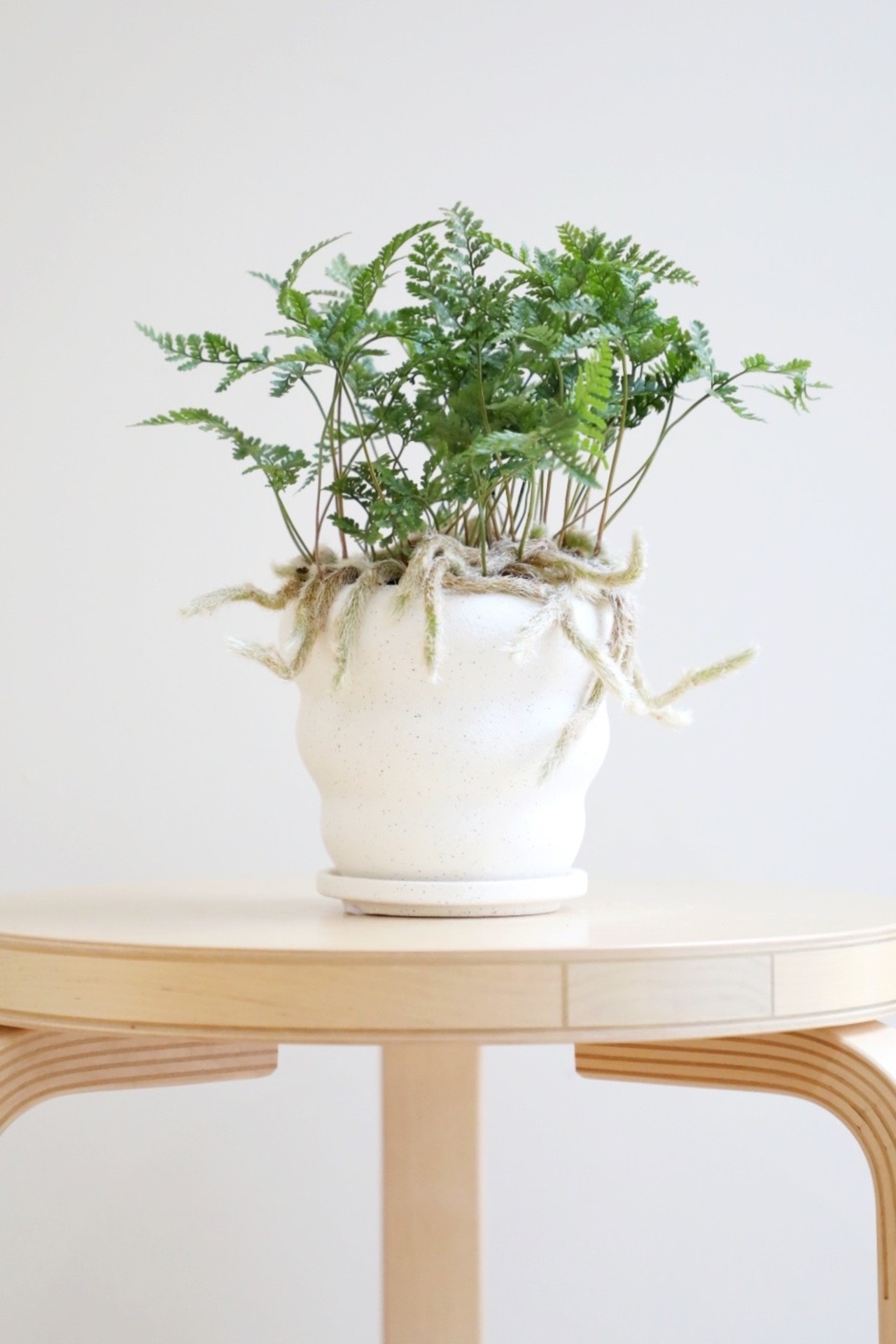 【S】シノブ/Davalliafejeensis