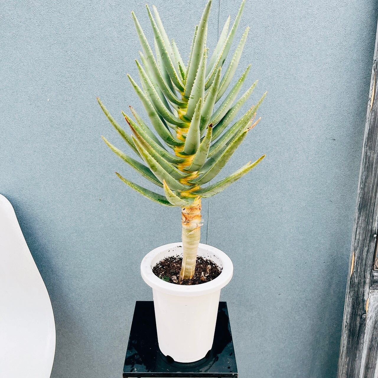 現品］9番 アロエ ディコトマ 6号 観葉植物 室内 屋外 おしゃれ