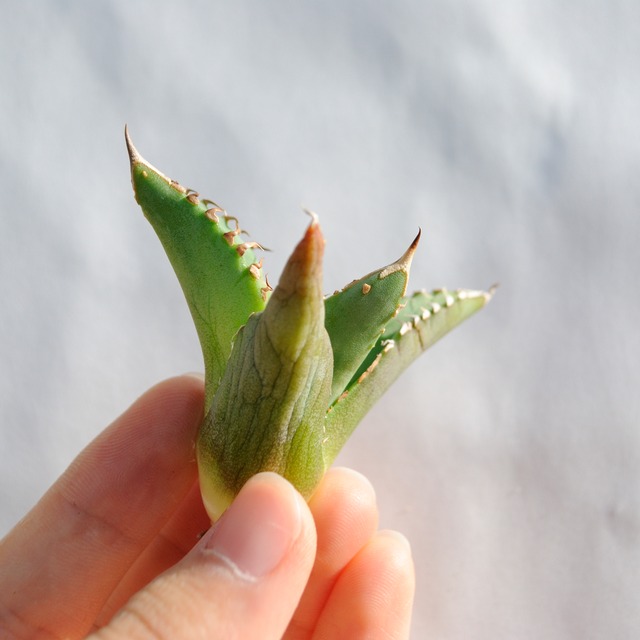 アガベ チタノタ ライトリー ホワイト ソーン セレクション No.2