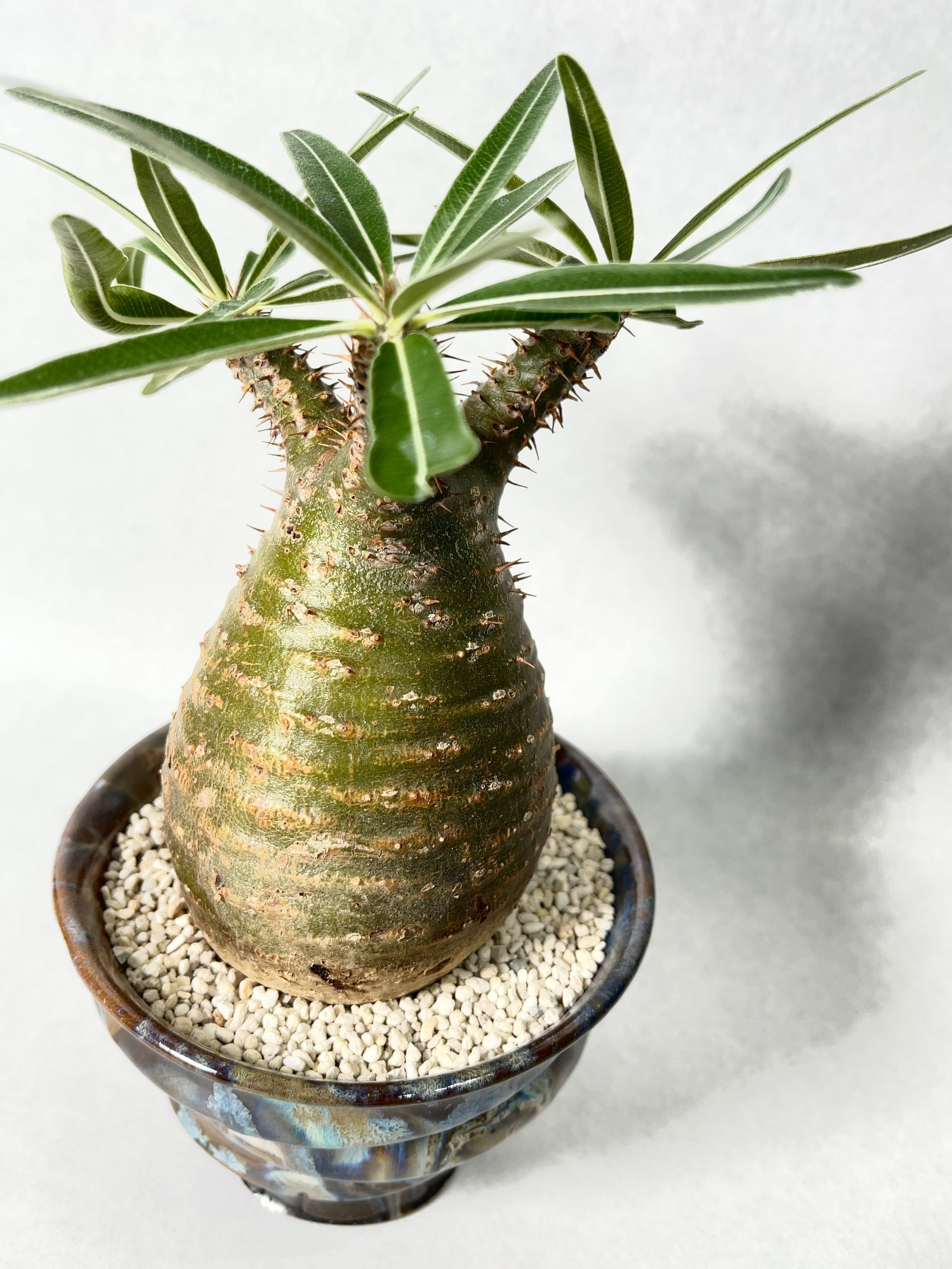 パキポディウム・グラキリス | trigger