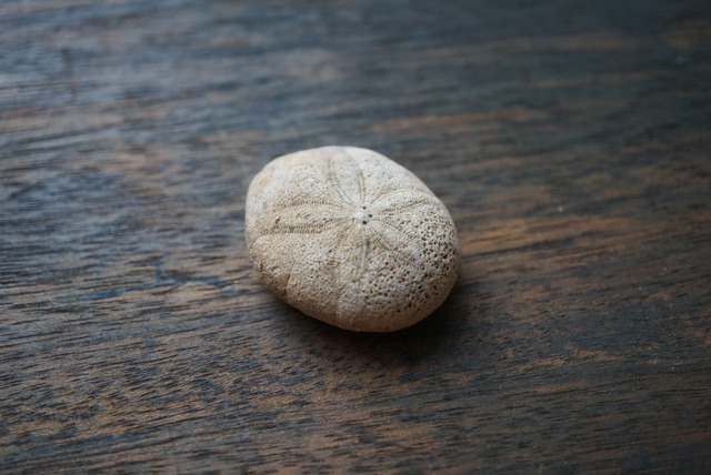 フランス産ウニ化石 Echinolampus ovalis 1599