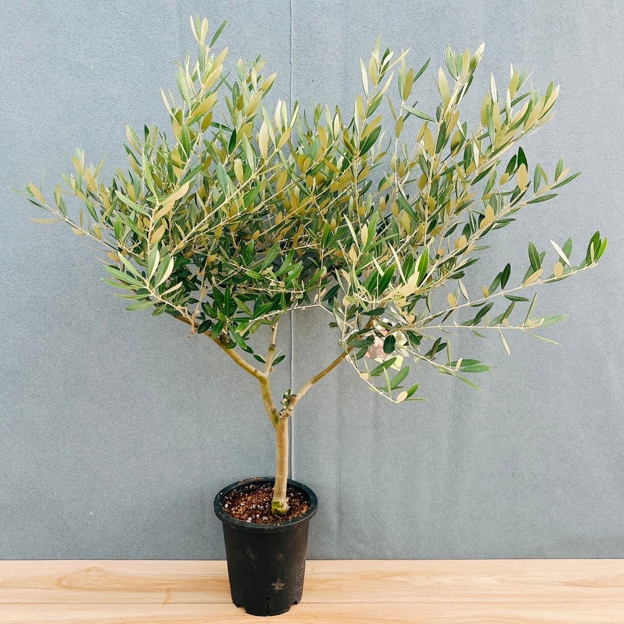 ［現品］4番　創樹　オリーブ　ミッション　7号ベランダ　SOUJU オリーブの木 現品］4番 創樹 オリーブ ミッション 7号 観葉植物 ベランダ SOUJU