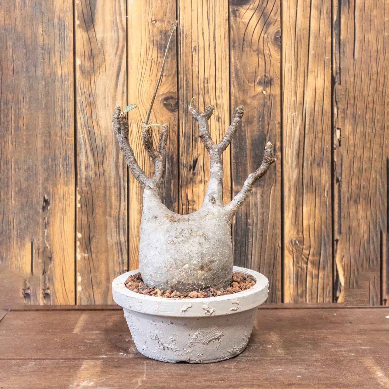 パキポディウム・グラキリス｜胴回り33cmの中型〜大型の現地球／動きと存在感ある枝ぶりが魅力【発根済×手作りモルタル鉢】