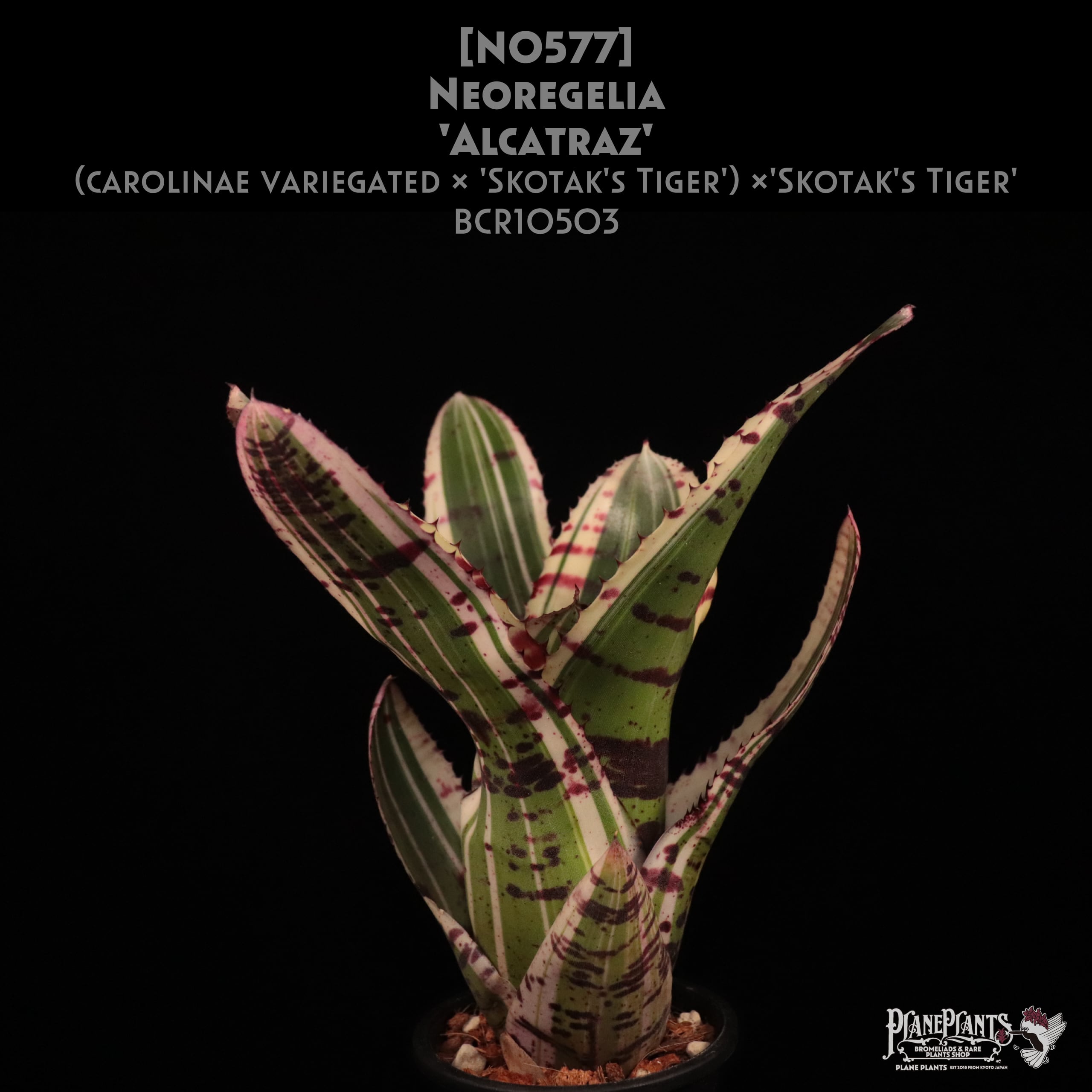 【送料無料】Neoregelia 'Alcatraz'〔ネオレゲリア〕現品発送N0577